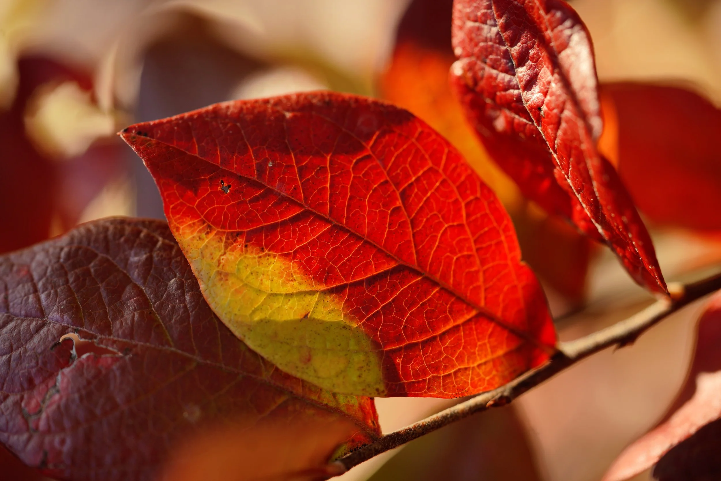 redleafmacro2.jpg