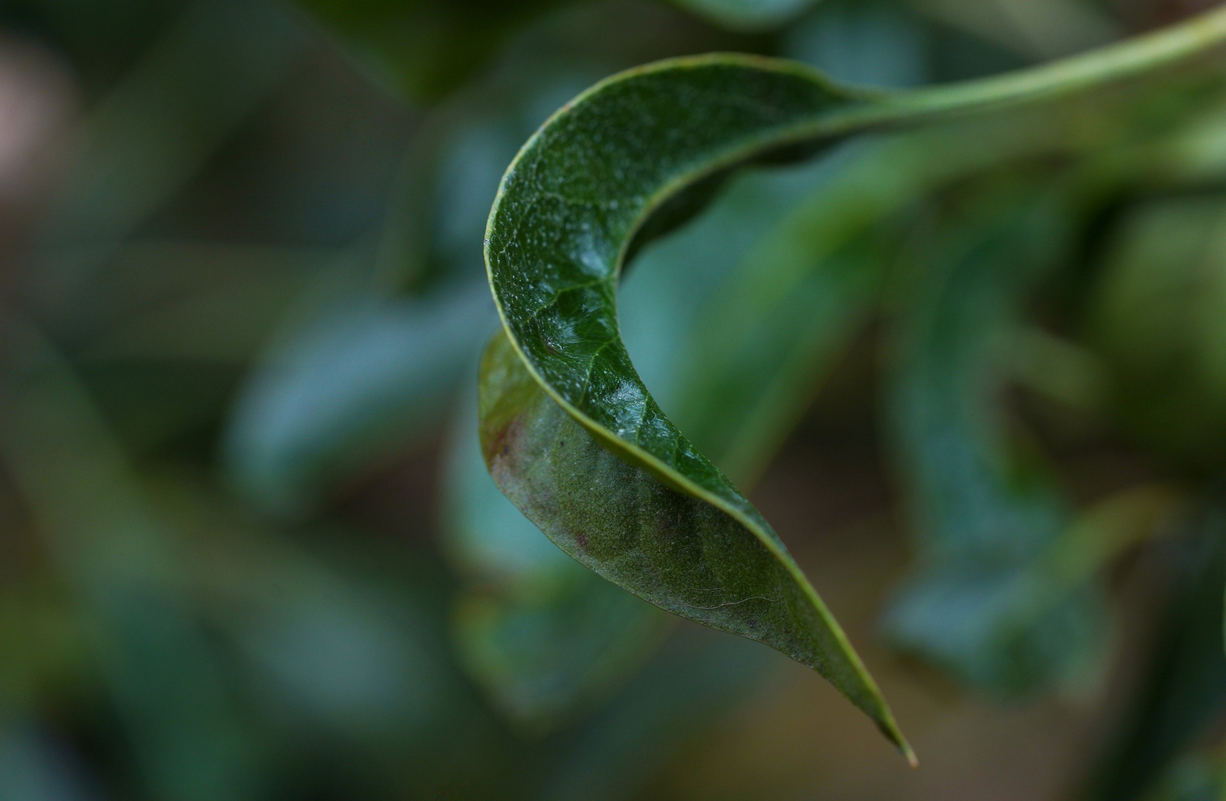 leafbokeh2.jpg