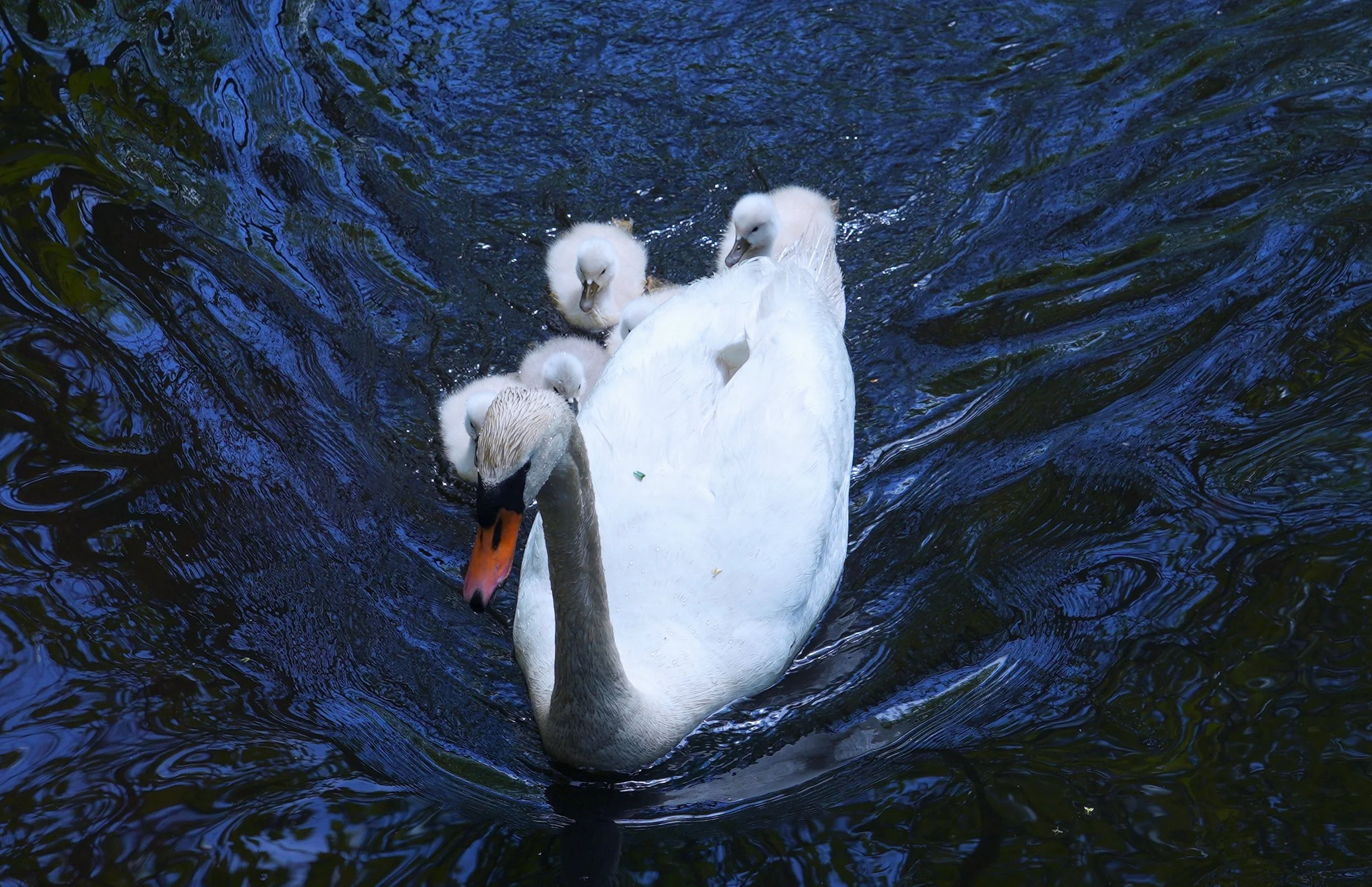 swanbabies5.jpg