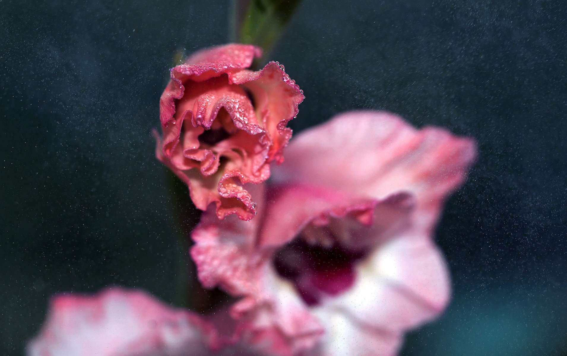 gladiola1.jpg