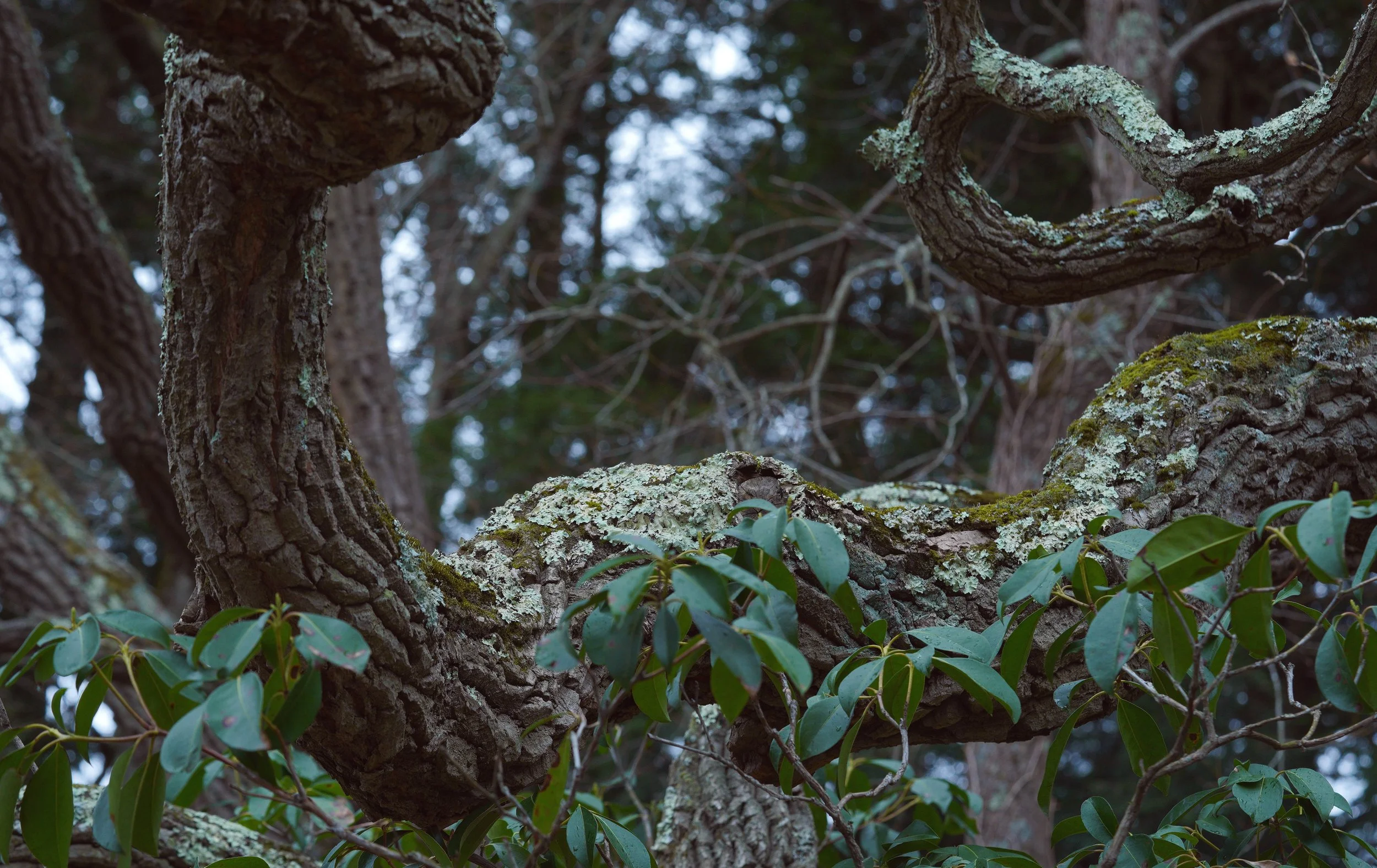 lichen1.jpg