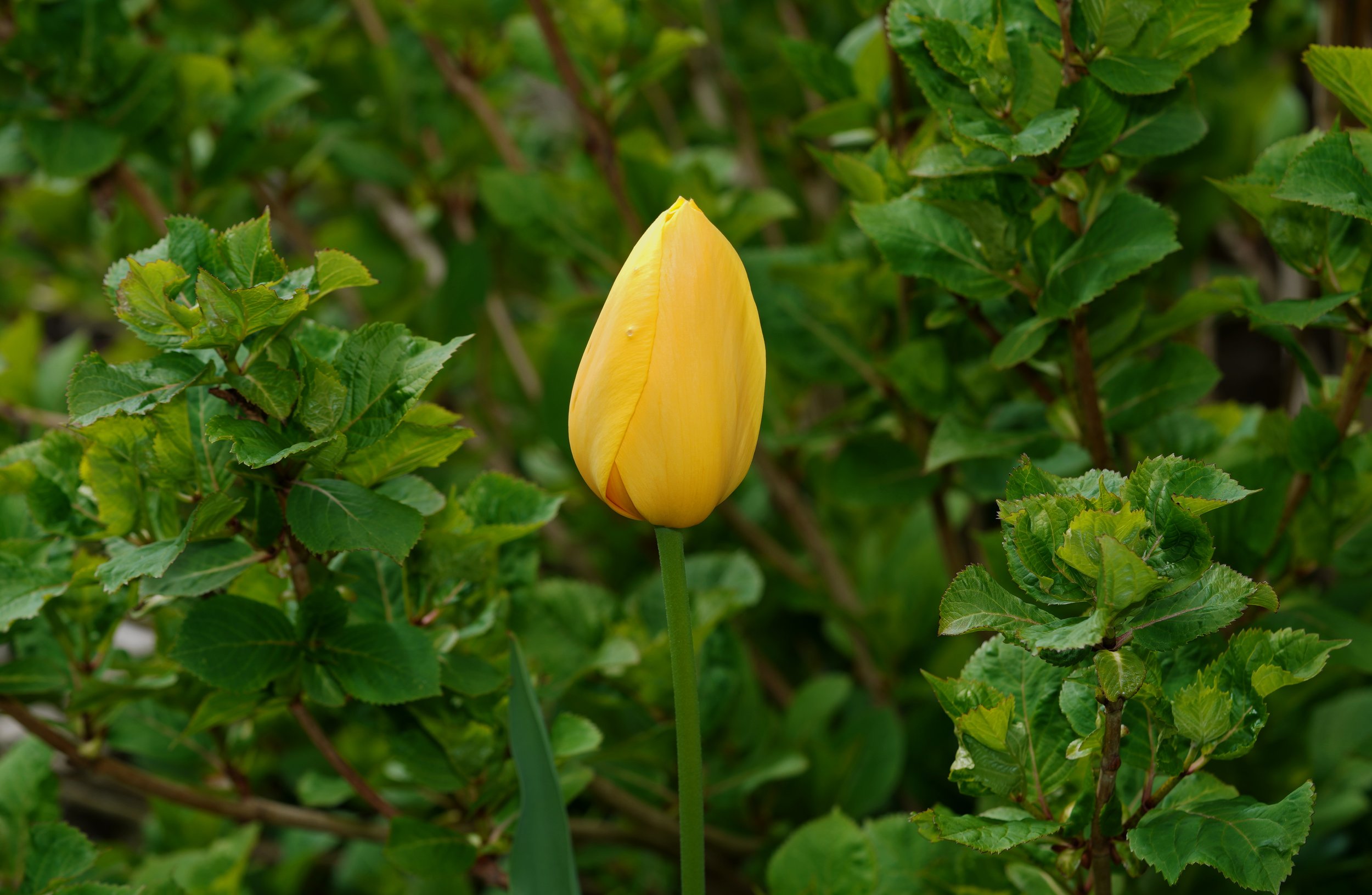 Yellow Tulip Sizes 5x7-16x20