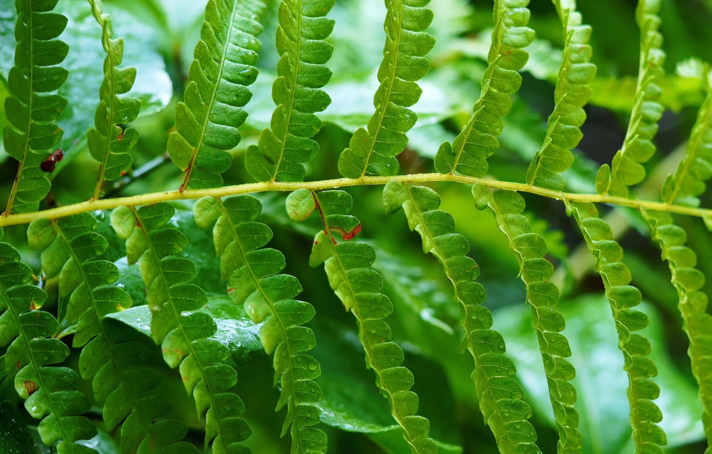 fern3.jpg