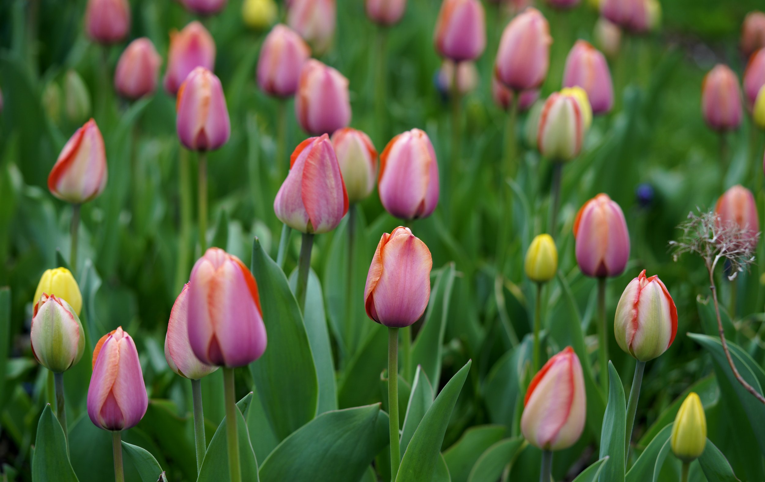 Pink Tulip Field 5x7-16x20