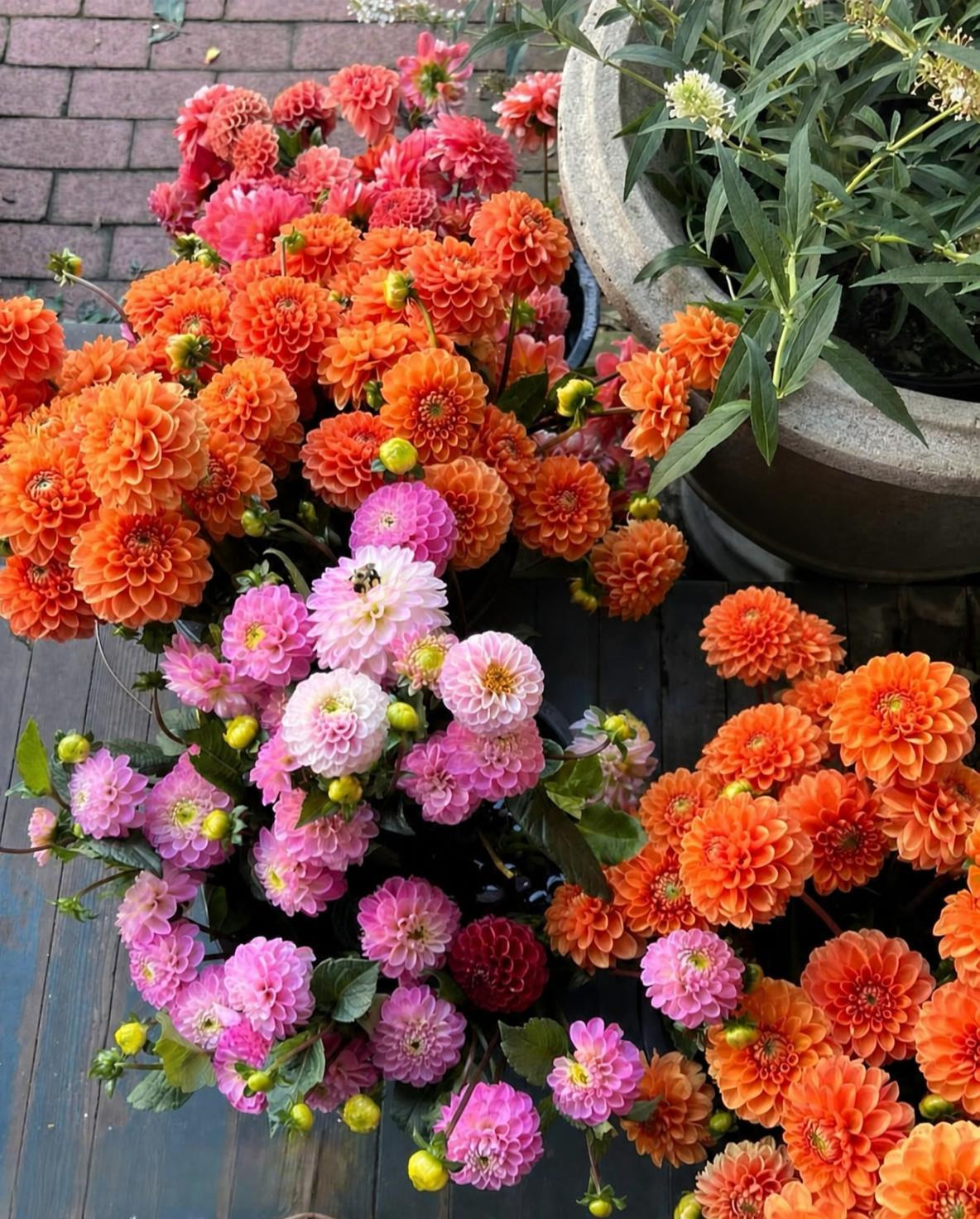 Dahlia Special