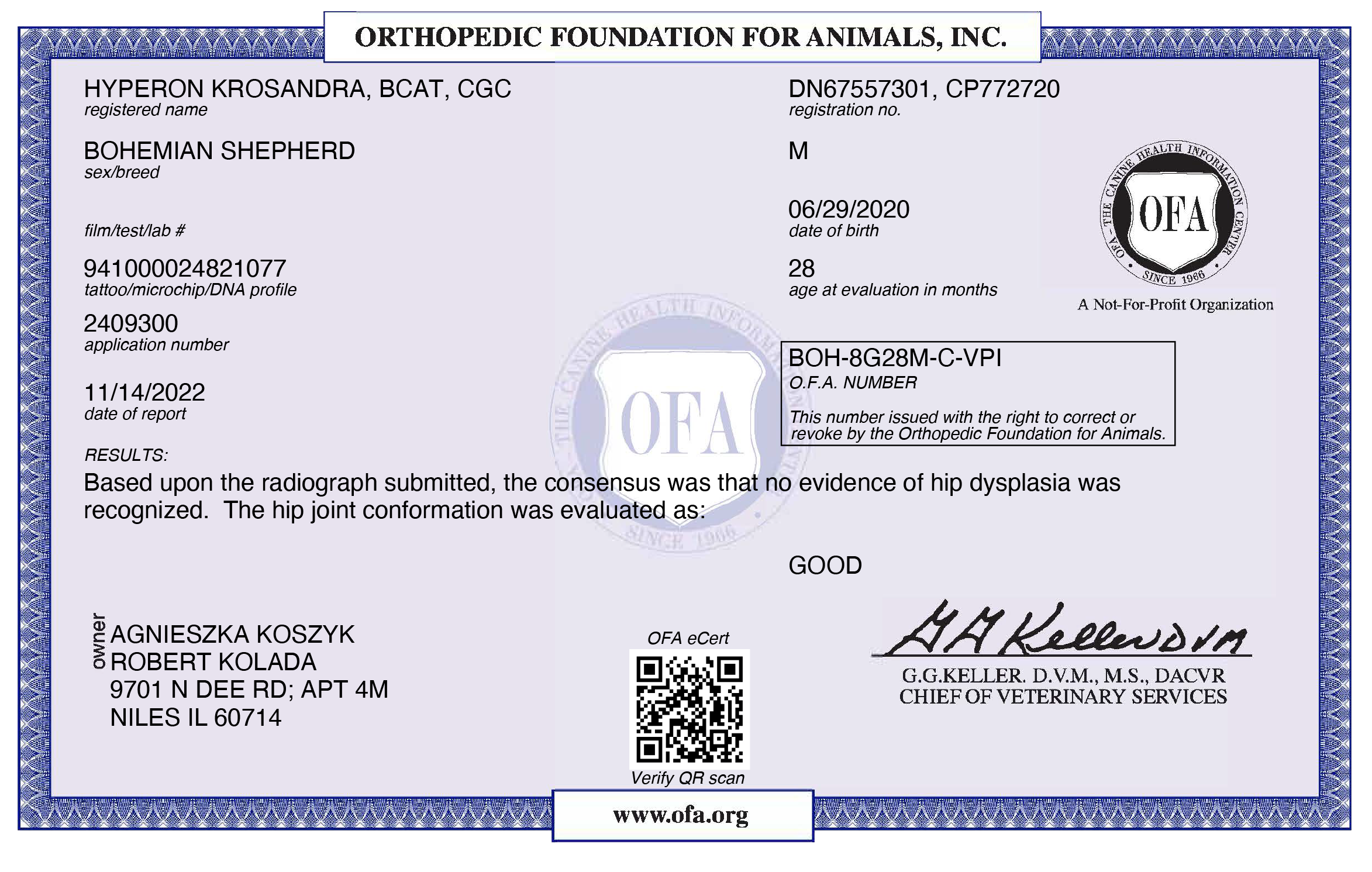 OFA hip dysplasia screening result