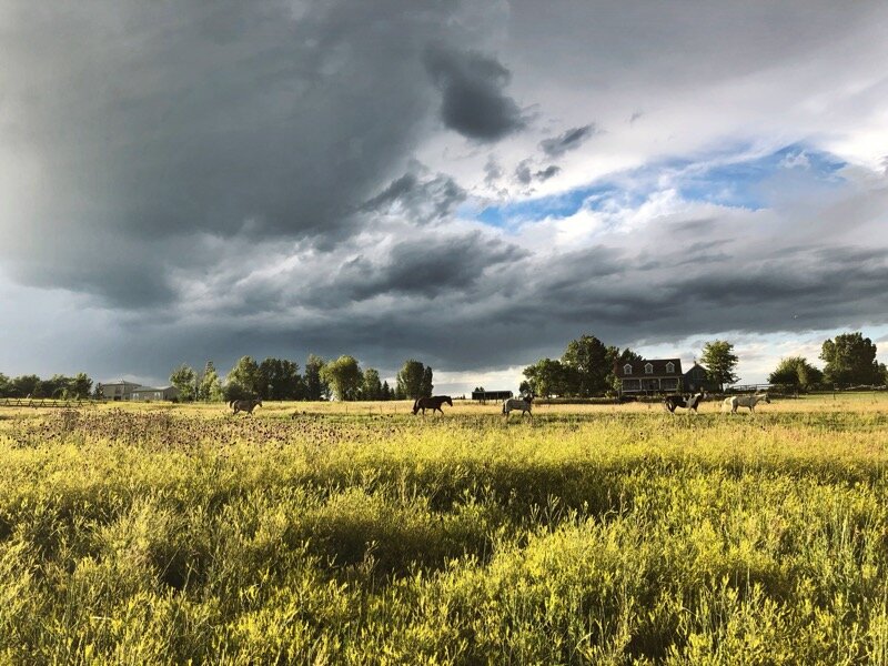 Lessons from the horse: Community