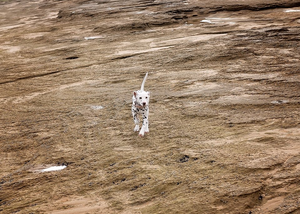 Geelong pet photographer beach session