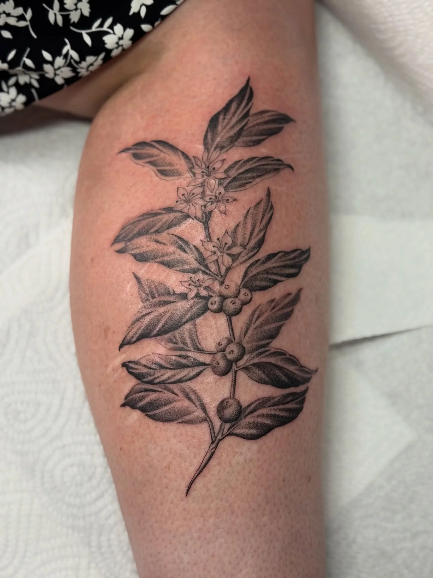 coffee plant for josie ~ thank you so much for your continued trust my dear, it was such a pleasure to see you again! 💕✨💕✨💕✨

📍@botanica.tattoo 
💌 booking enquiry form linked in bio ~ my books are always open and i currently have spaces from sep