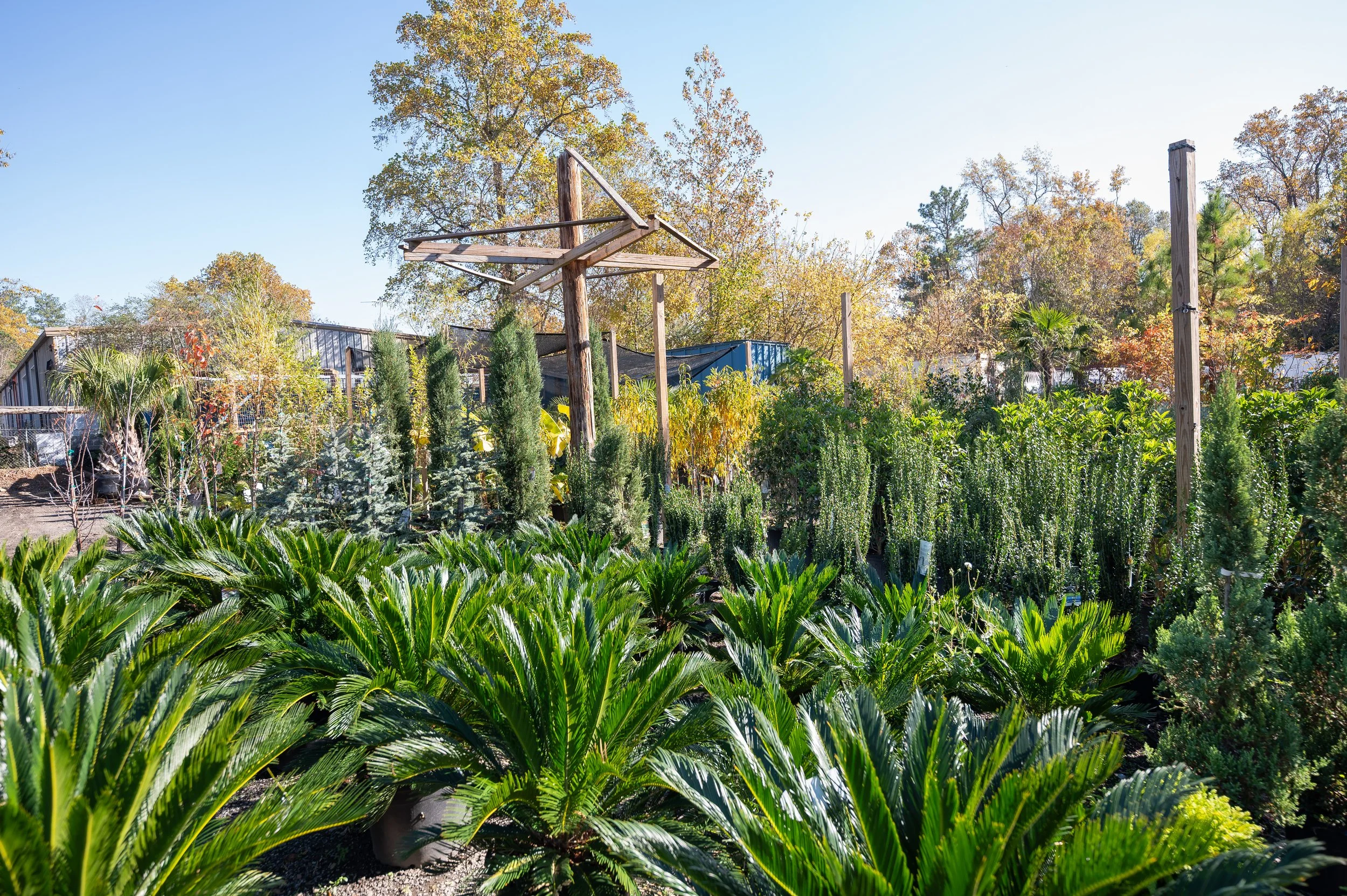 Landscaping Trees & Shrubs in Atlanta, GA — Flores Palms