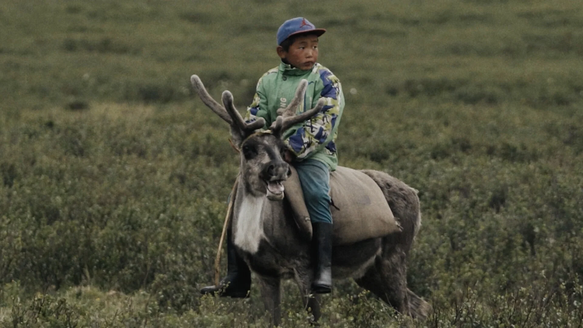 "THE LAST REINDEER HERDERS"