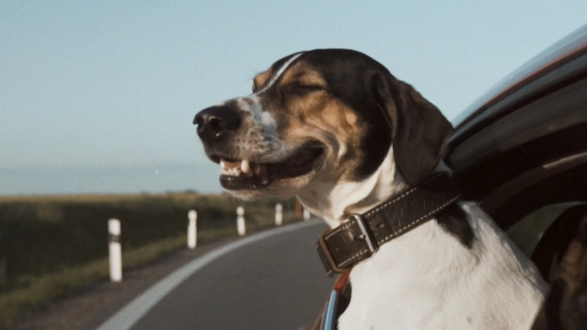 "DOG" / HARLEY DAVIDSON