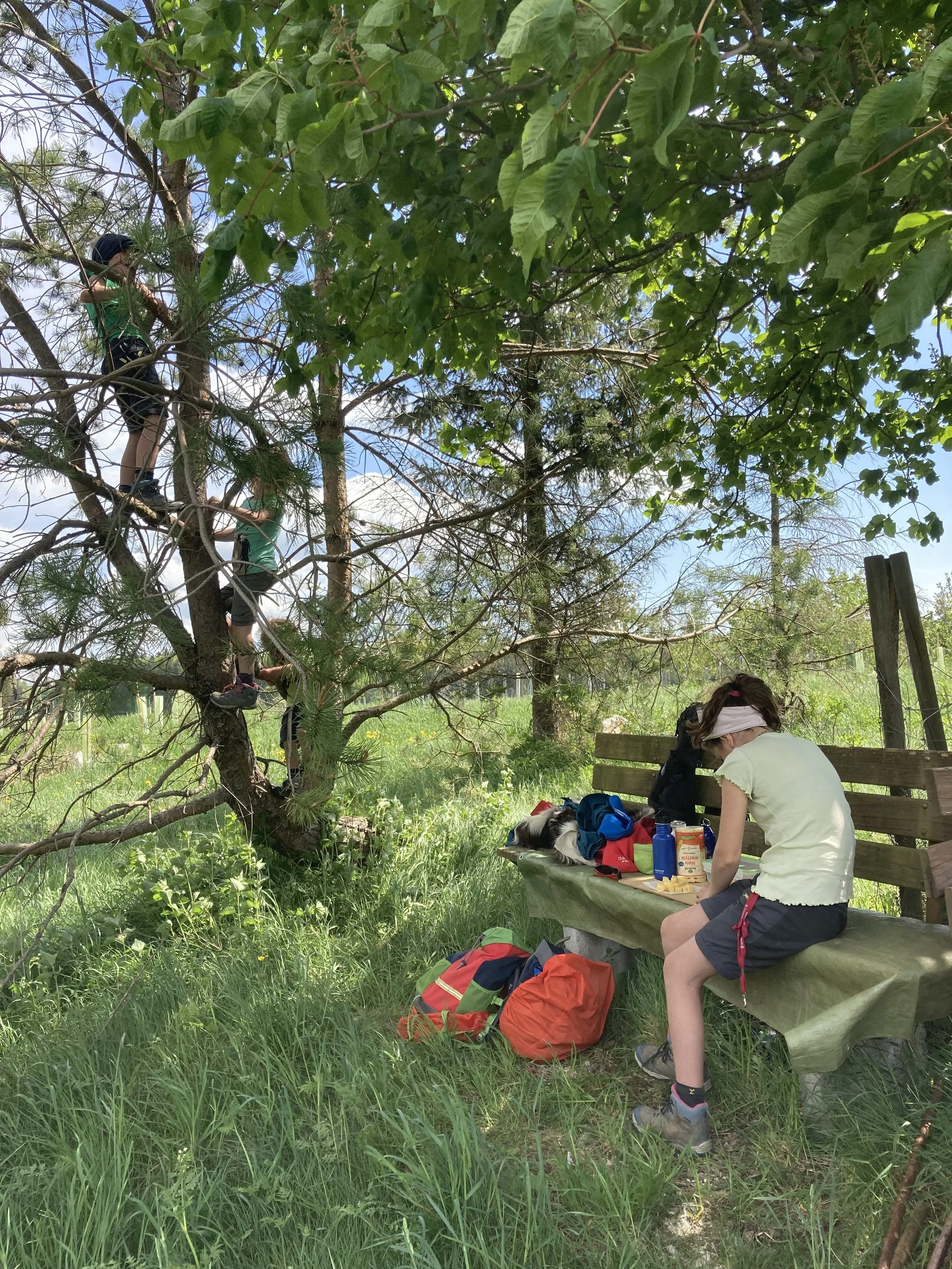 Kriebelmücken und Piraten