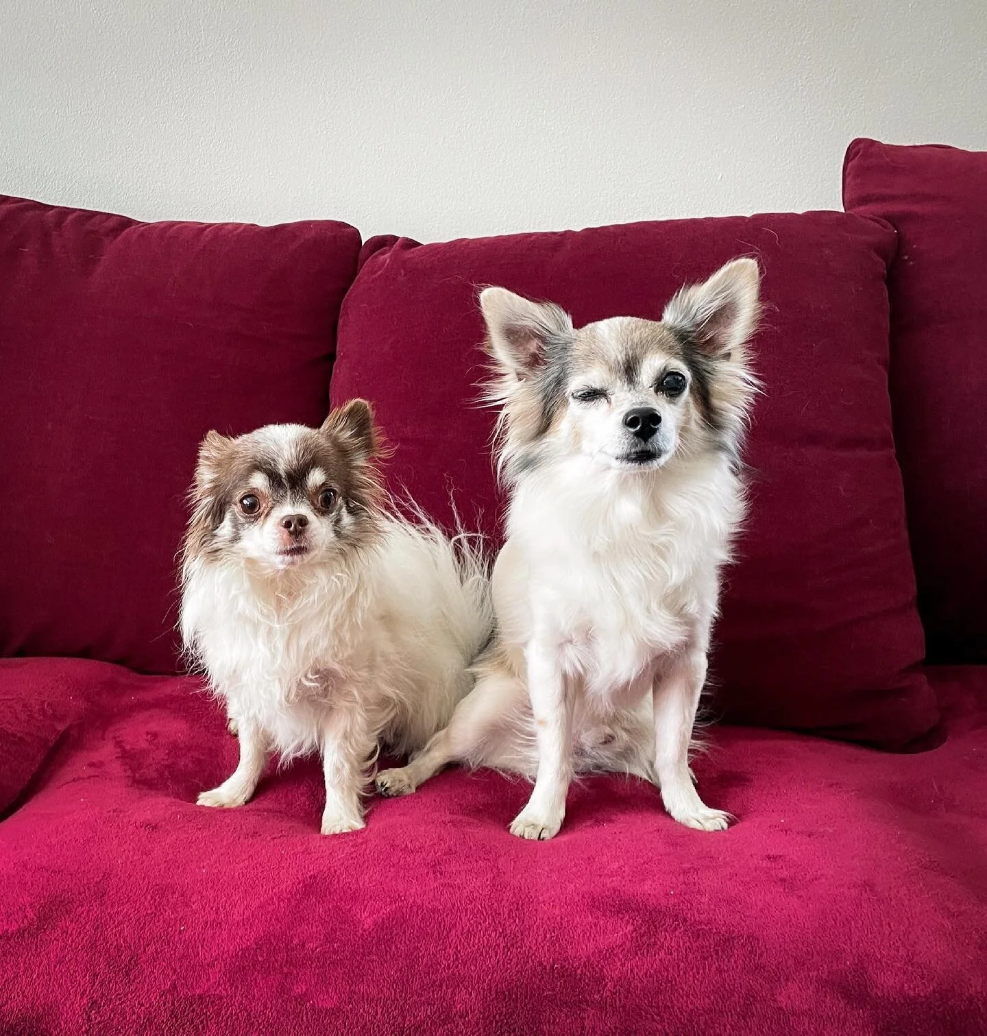Buddies 🐶🐶

#M&ouml;lliTheDog #EinariTheDog