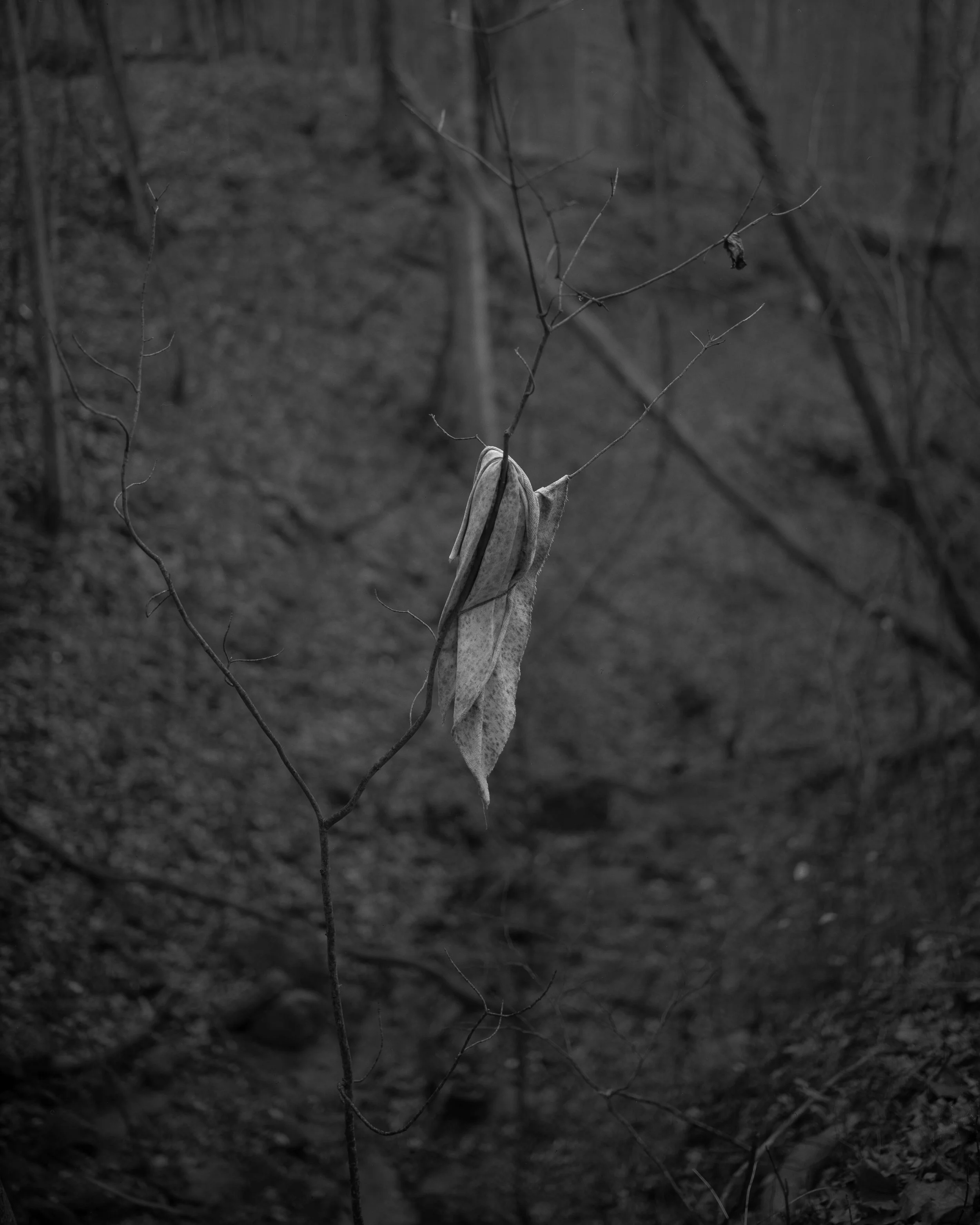L1030571-positive.jpg