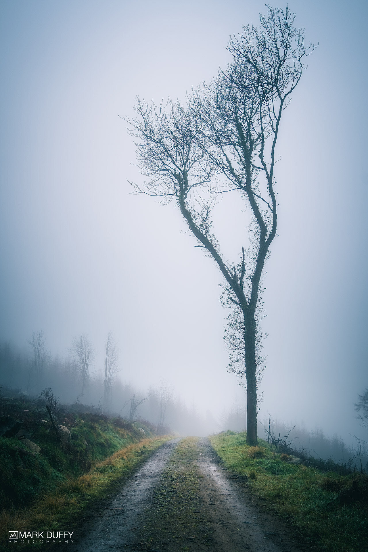 Lonely-Tree.jpg
