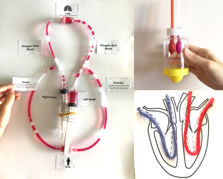 Human body systems model used in a hands-on biology workshop for students