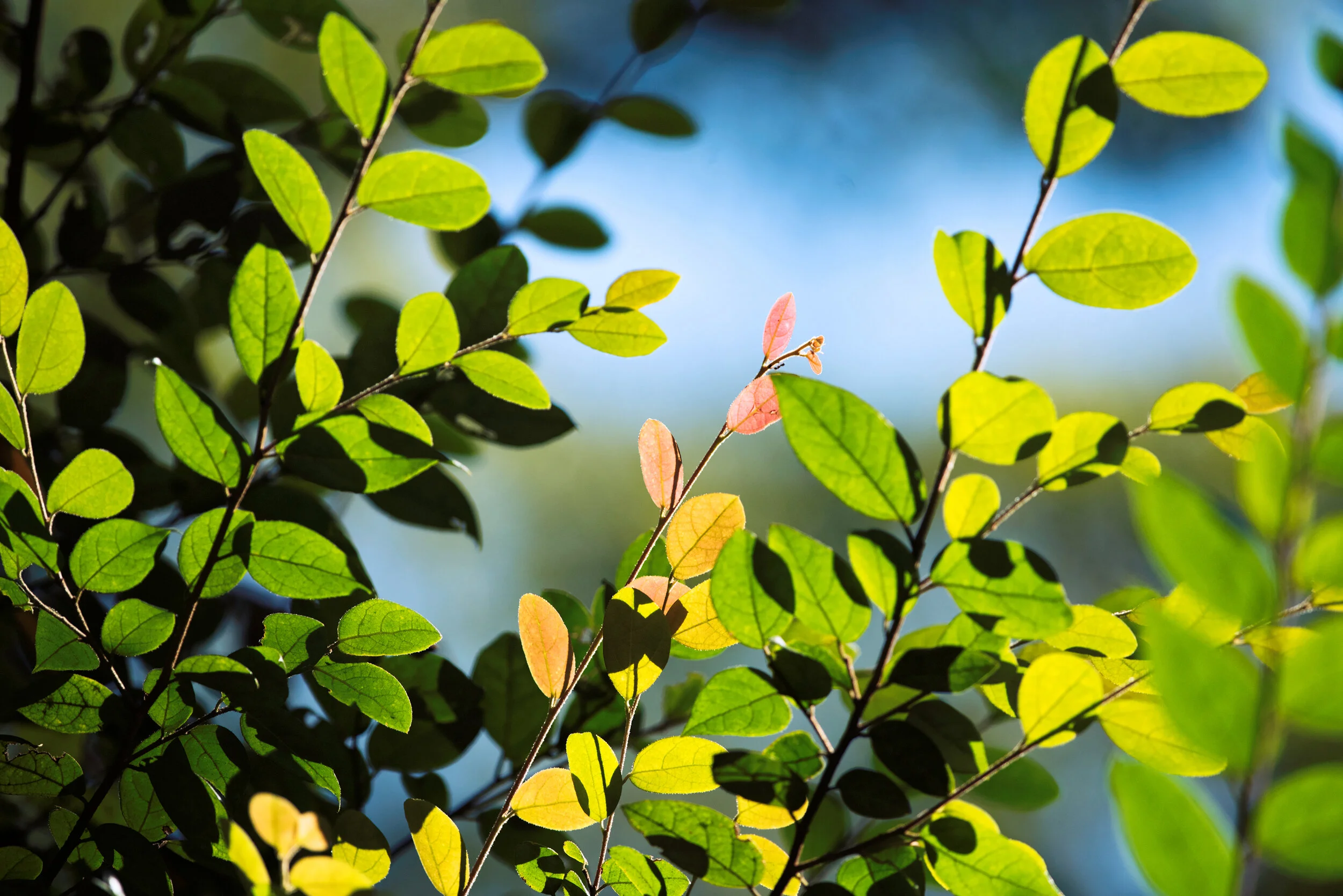 _DSC2259_DxO.jpg