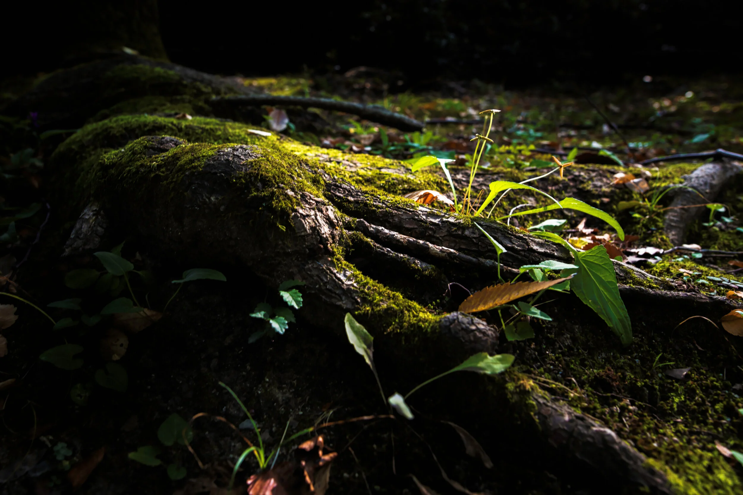 _DSC1664_DxO.jpg
