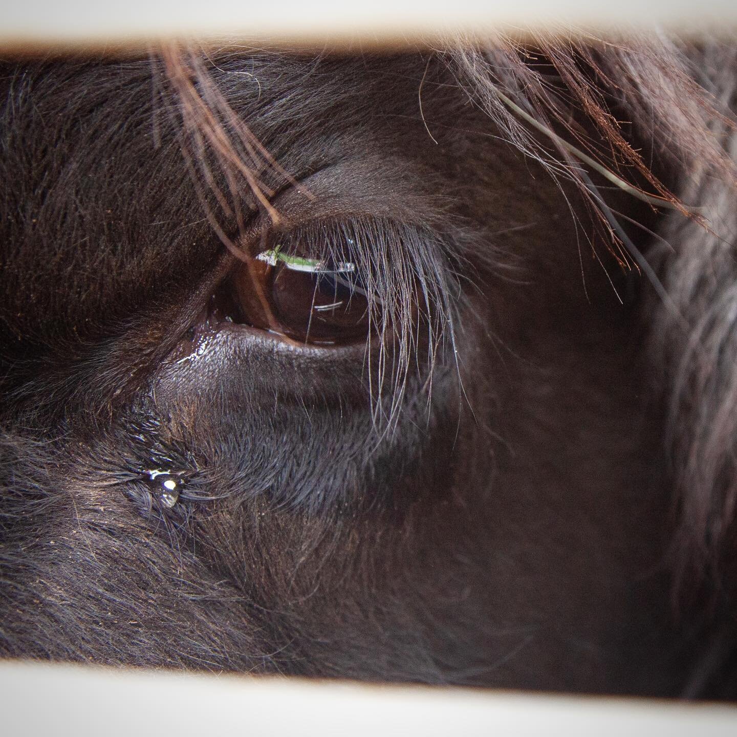 I feel so deeply for them. Their pain is my pain too. 

.
.
📷 @animalsentienceproject 
#cows #meat #dogs #rescuedog #vegan #nonviolence #justice #equality #liberation #toronto #tears #photooftheday #betheirvoice #bethechange