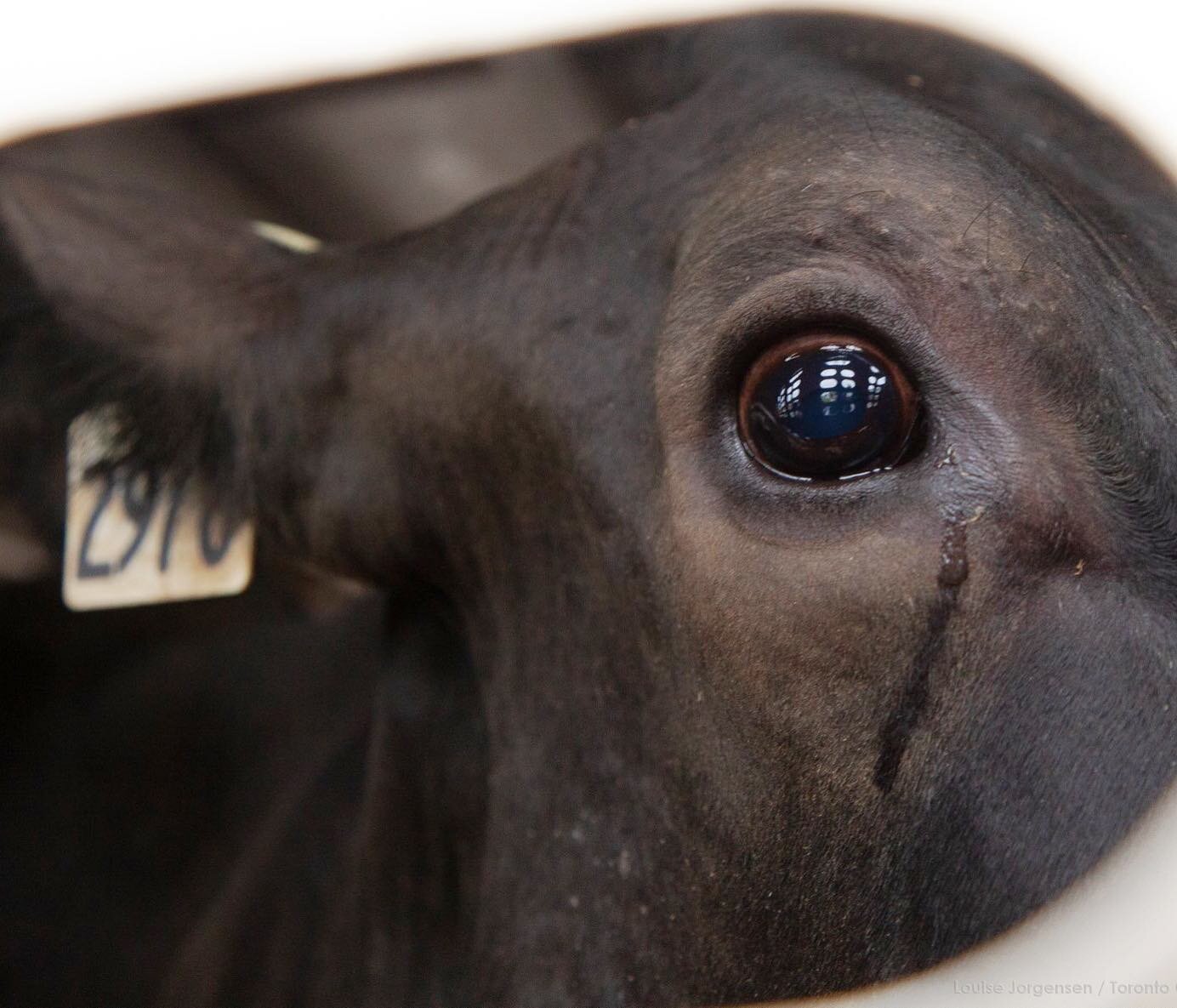 Our planet. Theirs too.

A cow used for her breast milk is killed at a fraction of her natural lifespan when she can no longer keep up with the impossible and unnatural demands of farmer and dairy consumers. 
📷 Cow at slaughterhouse | @animalsentien