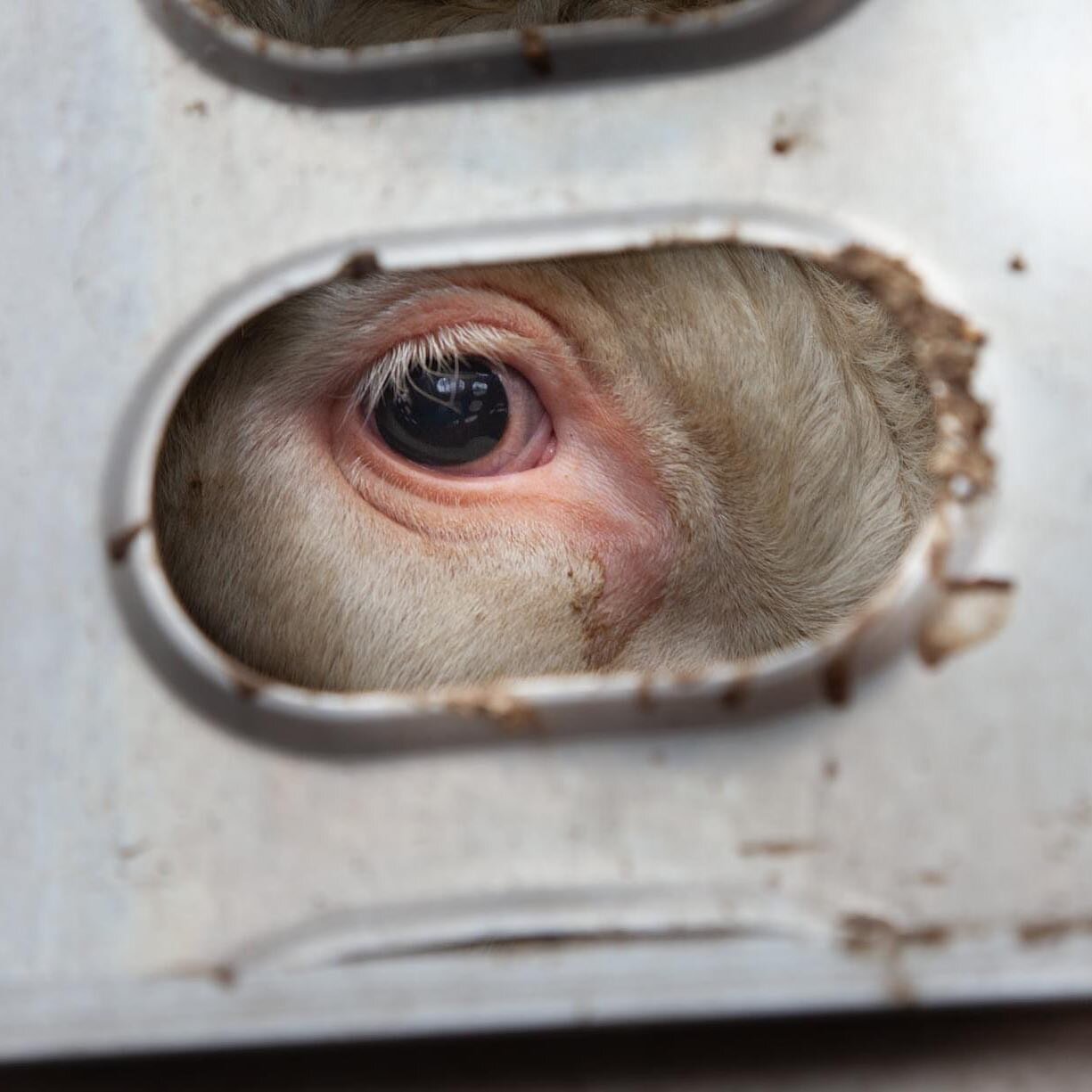 &lsquo;It is the anonymity of animal victims that makes us deaf to their cries.&rdquo; Writer, Luise Rinser

📷 Cow at slaughterhouse | @animalsentienceproject | Rest In Peace, April 5 2022
#cow #pig #animal #dog #animalrights #friendnotfood #meat #v