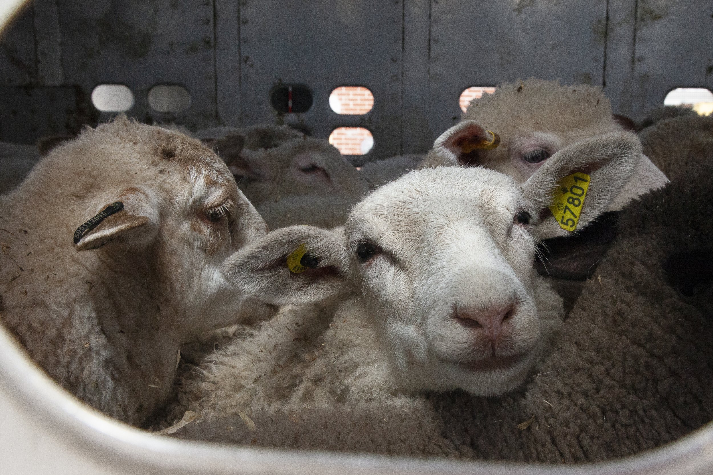 Slaughterhouse - Lambs