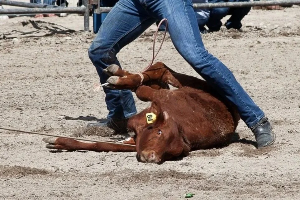 Rodeo