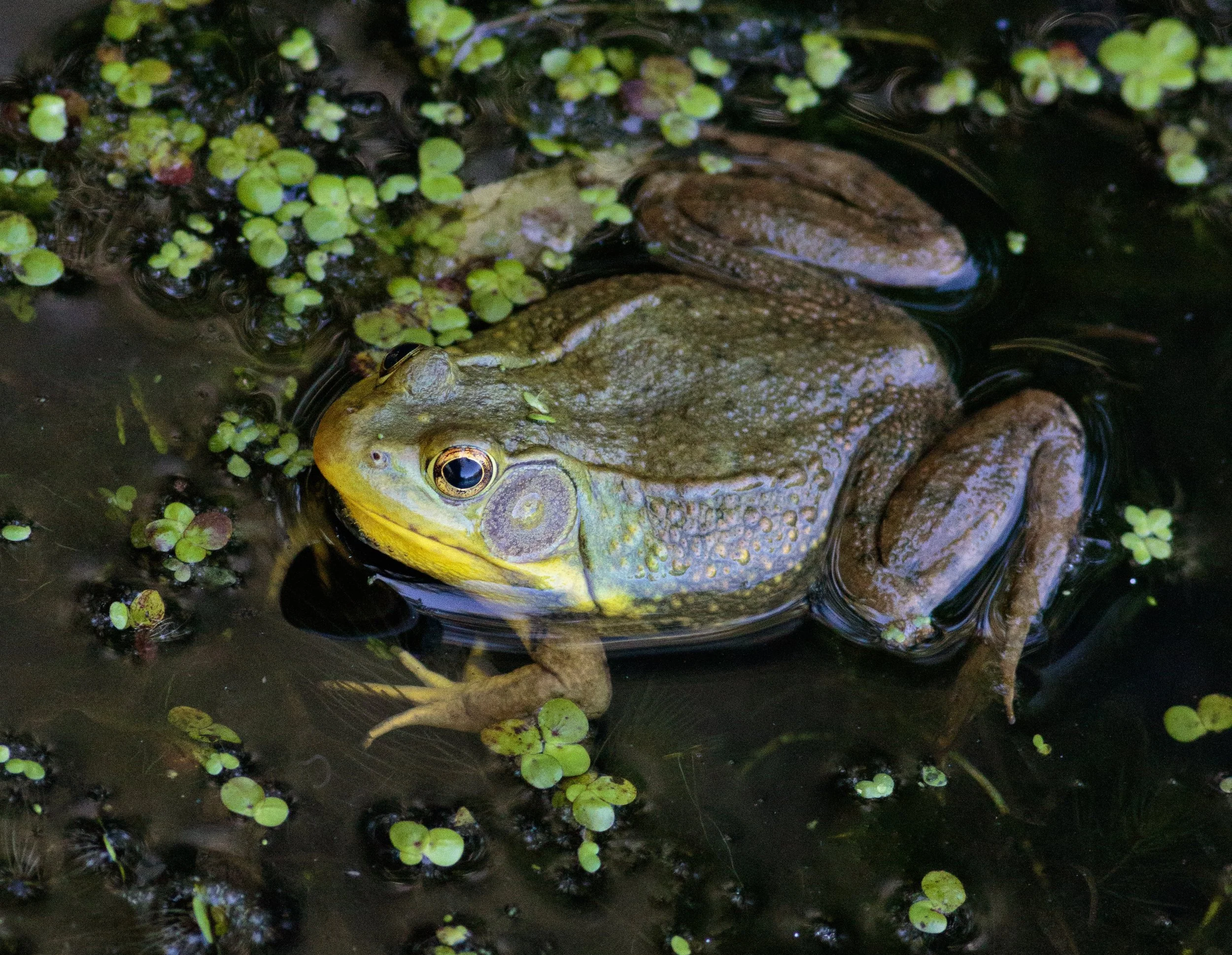 7D2_8212.jpg