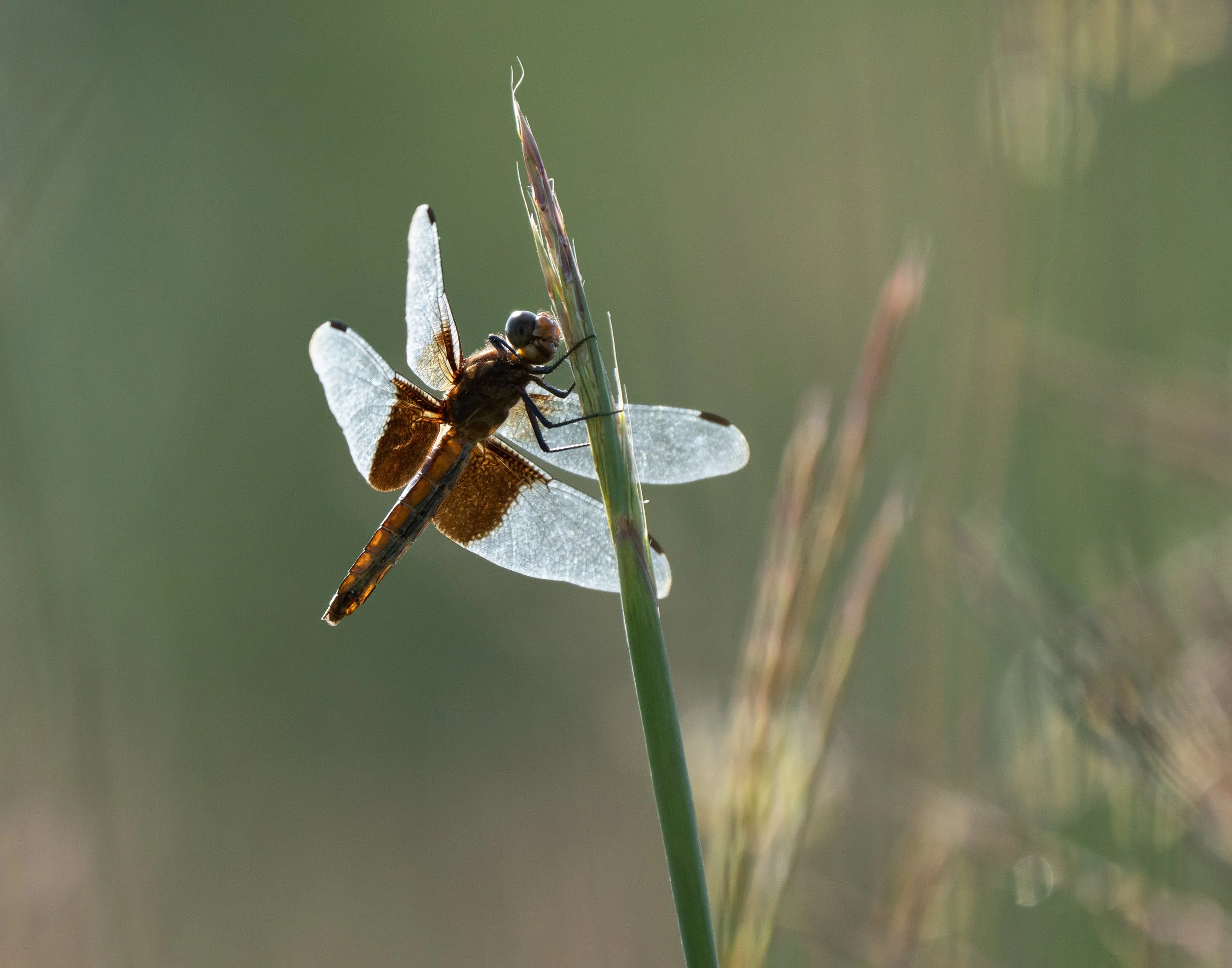 A7R09917.jpg