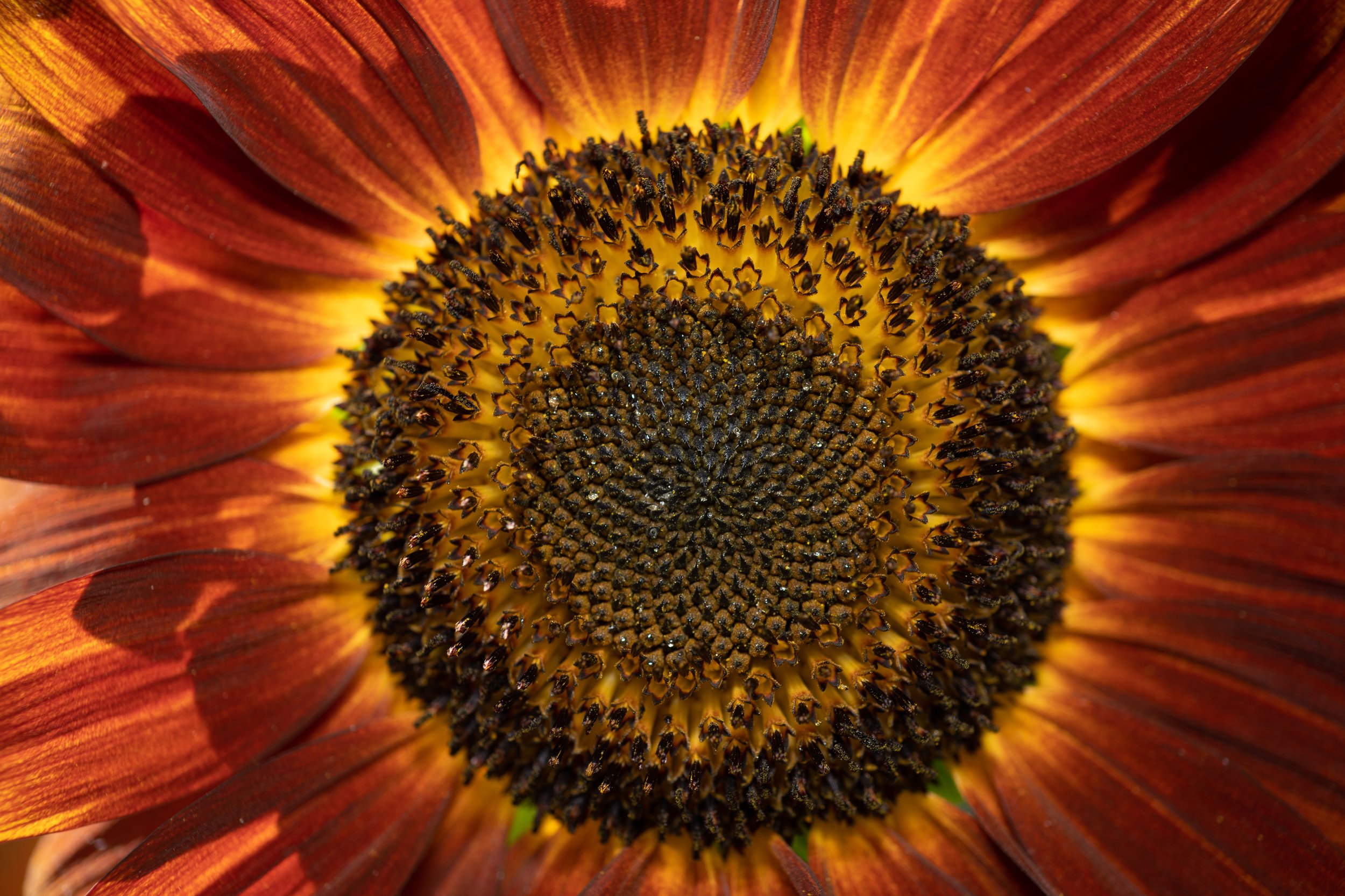 A7R09350.jpg