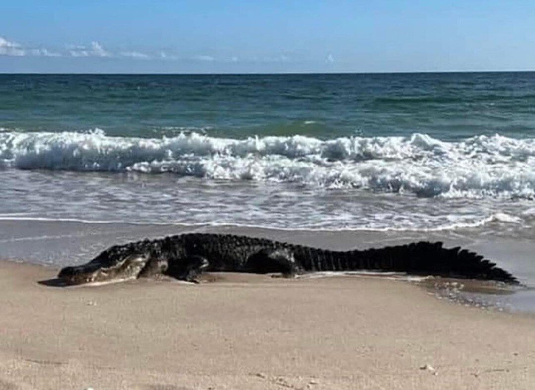 GATOR ON THE BEACH 🐊

This 10-foot gator swam up to shore and started sun bathing on the beach in Melbourne, FL. This is the second gator spotted on a Florida beach this month!

Credit: Kyle Hussey