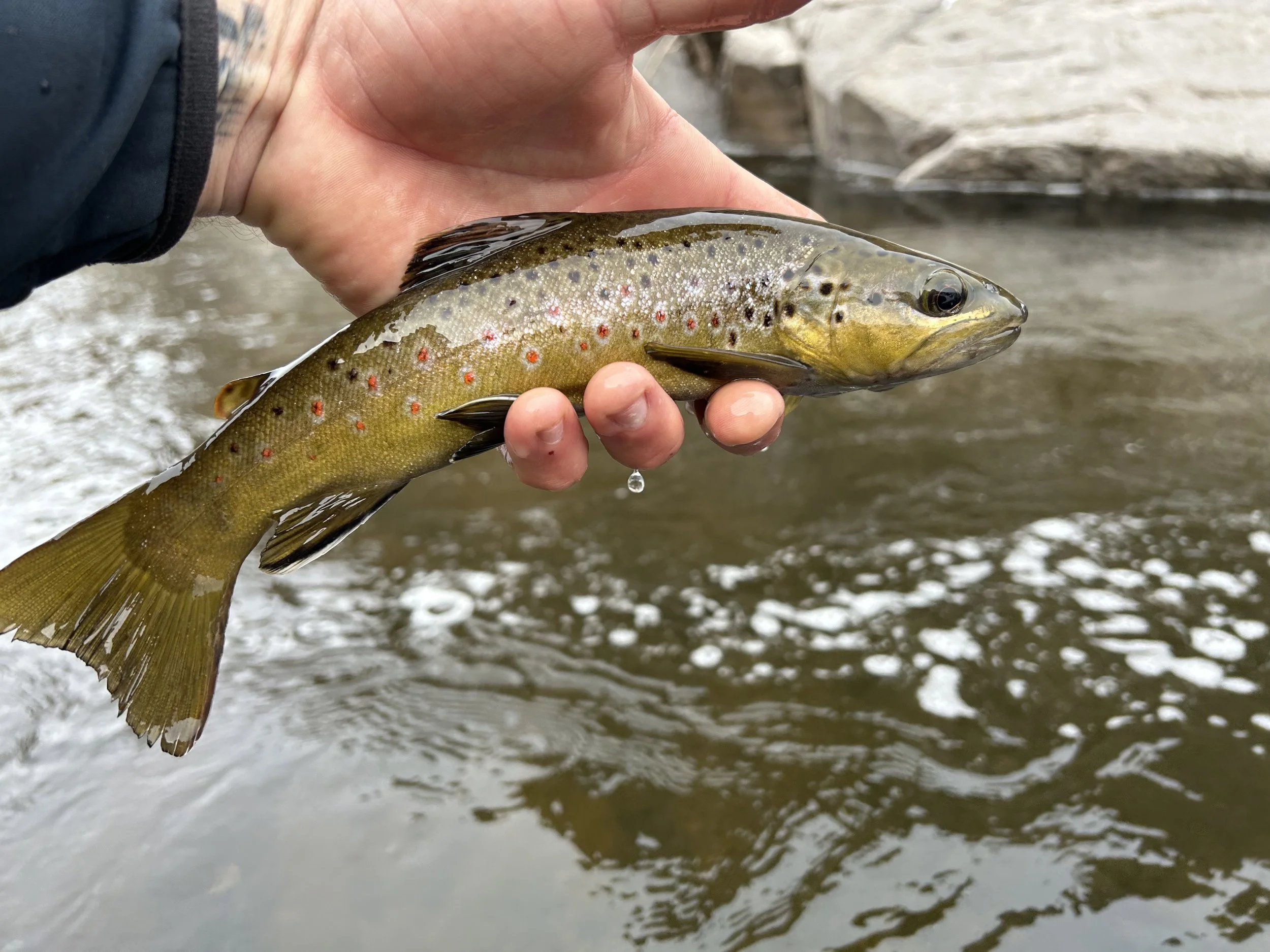 Fly Fishing Report 3/10/2023