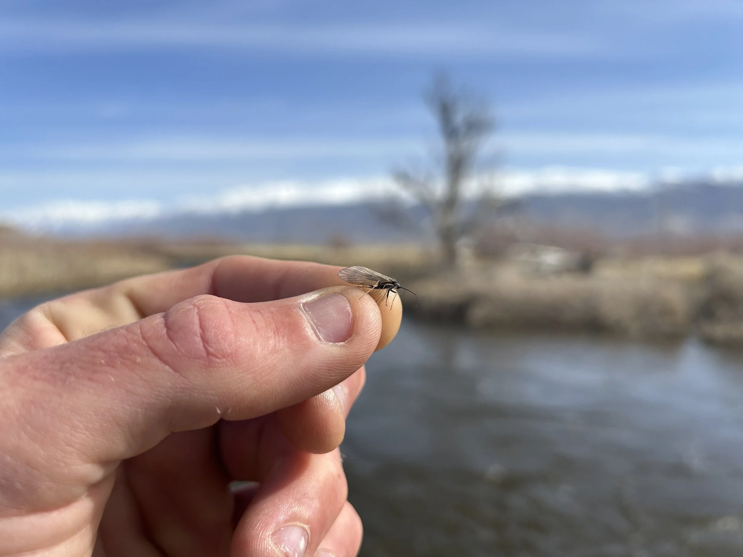 Fly Fishing Report 3/28/23