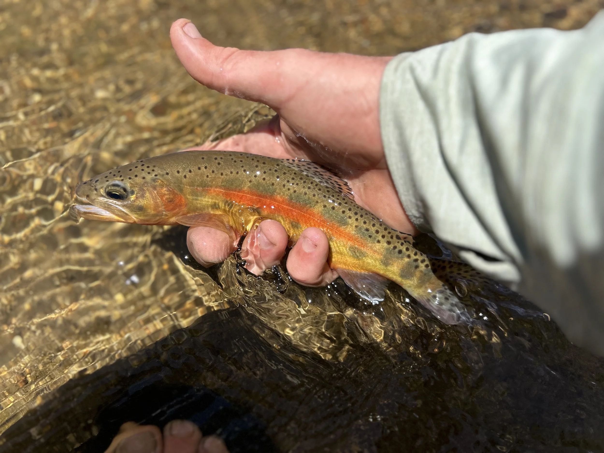 Fly Fishing Report 9/1/2025