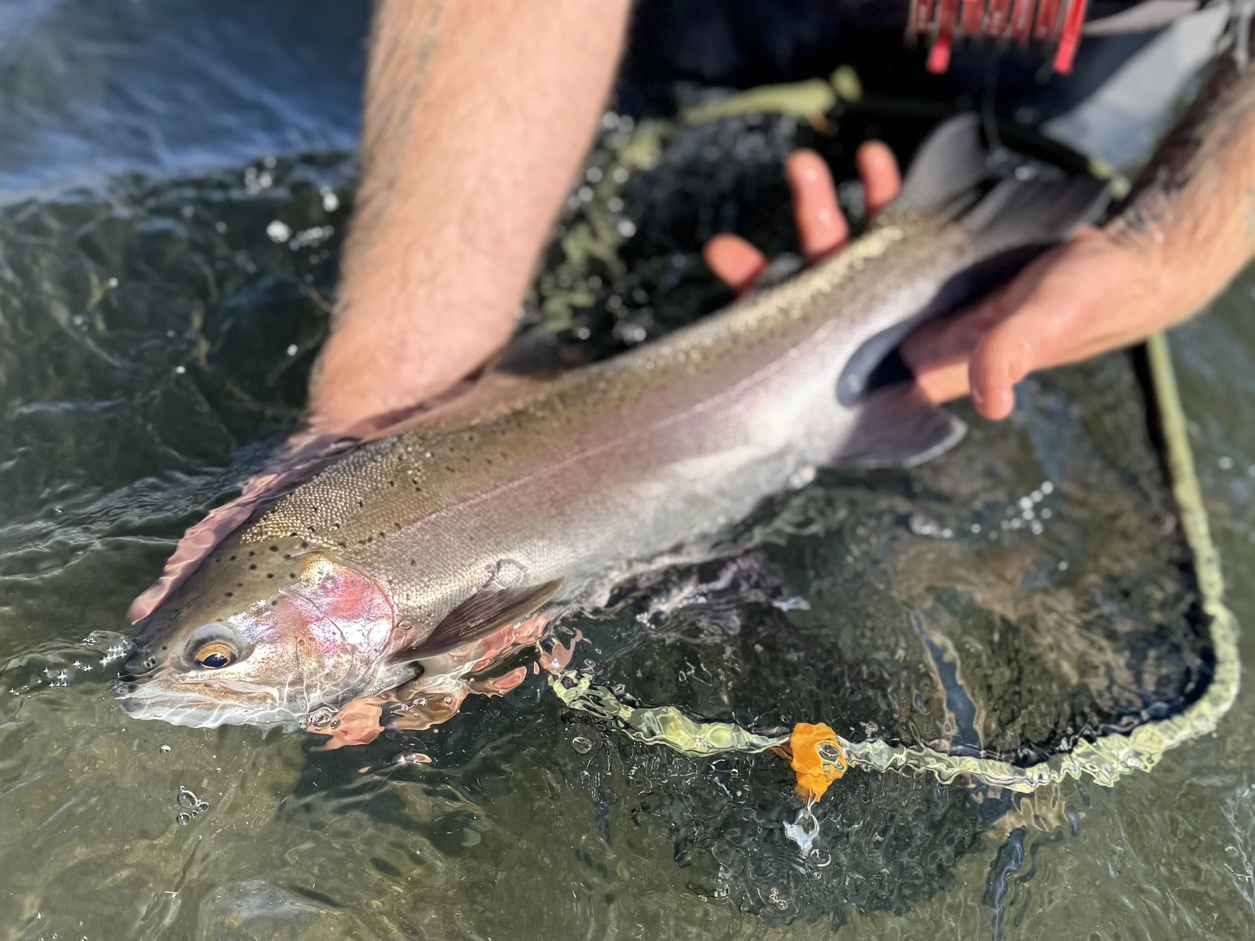 Fly Fishing Report 11/17/2025