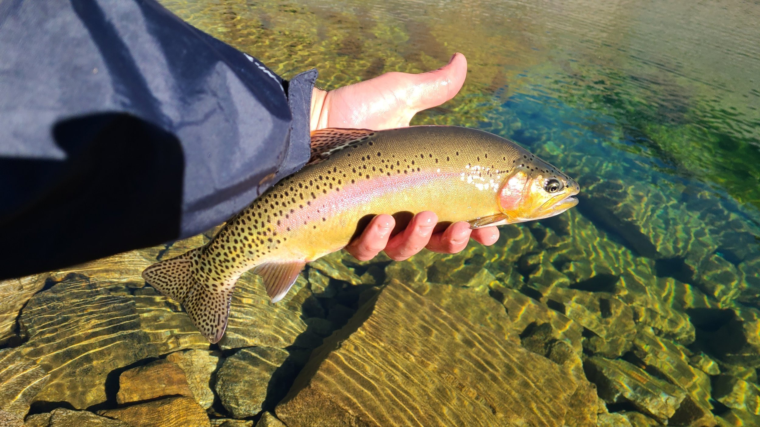 Fishing in Golden, CO  Fishing Licenses & Fly Shops