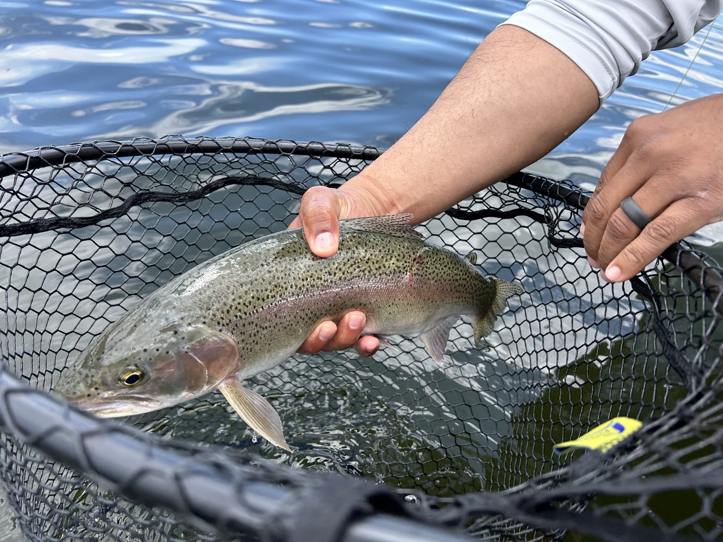 Golden Trout Guiding Co. Fly Fishing Report – June 19, 2023 4 IMG 3929