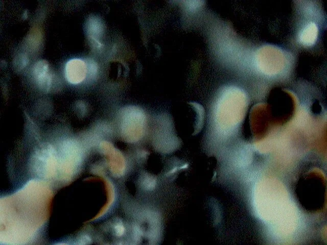 visceral1-12_6278691965_o.jpg