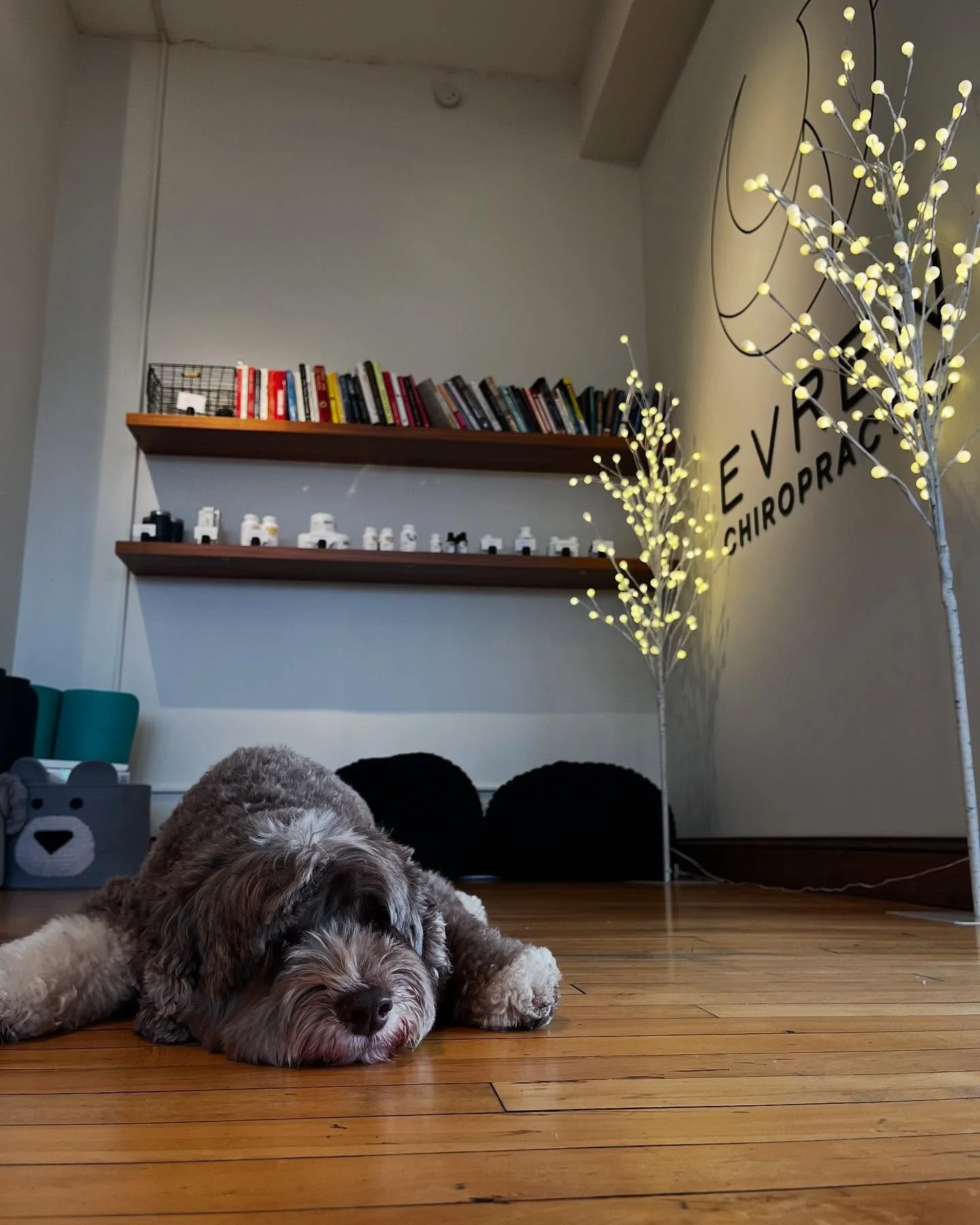 in the chaos of the world&hellip;it can feel weird to have our own little moments of grief. and yet we still have them ❤️&zwj;🩹

our sweet clinic pup louie unexpectedly crossed the rainbow bridge this past weekend and it has been so very heavy for o