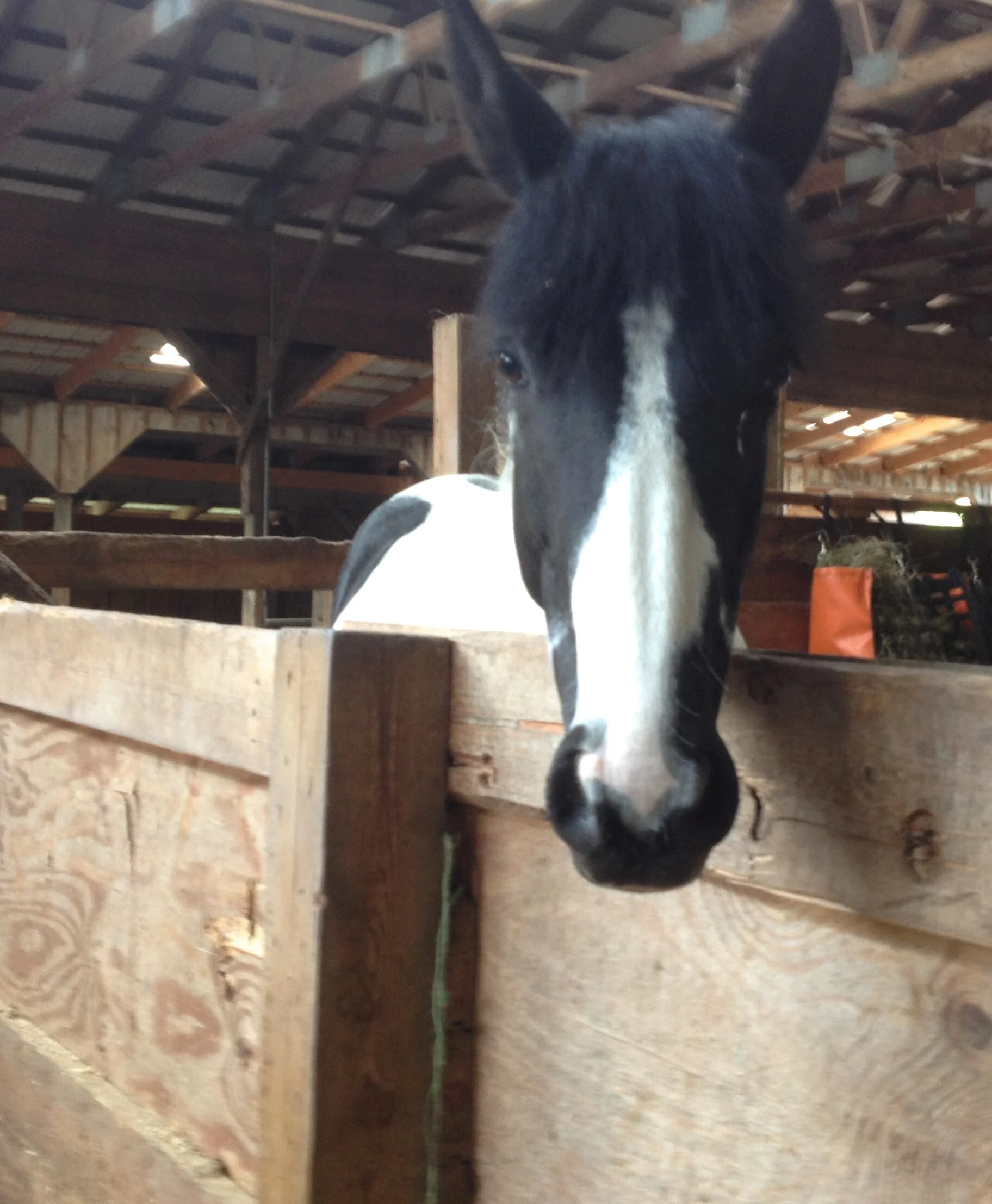cleoheadstall2.JPG