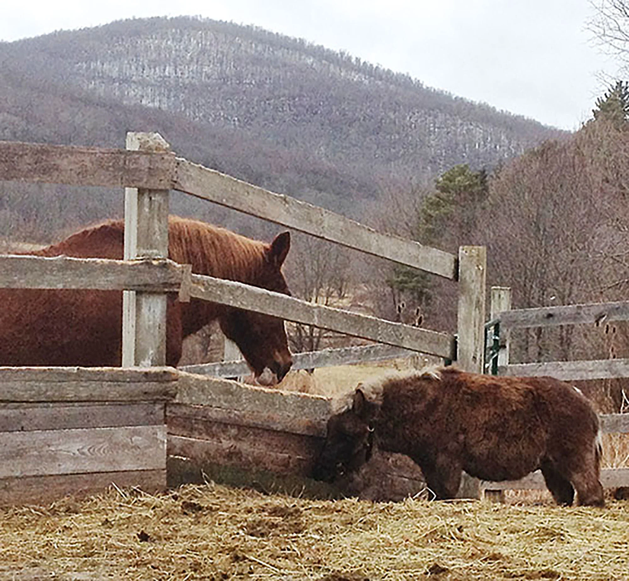 Plow&Rudy1.jpg