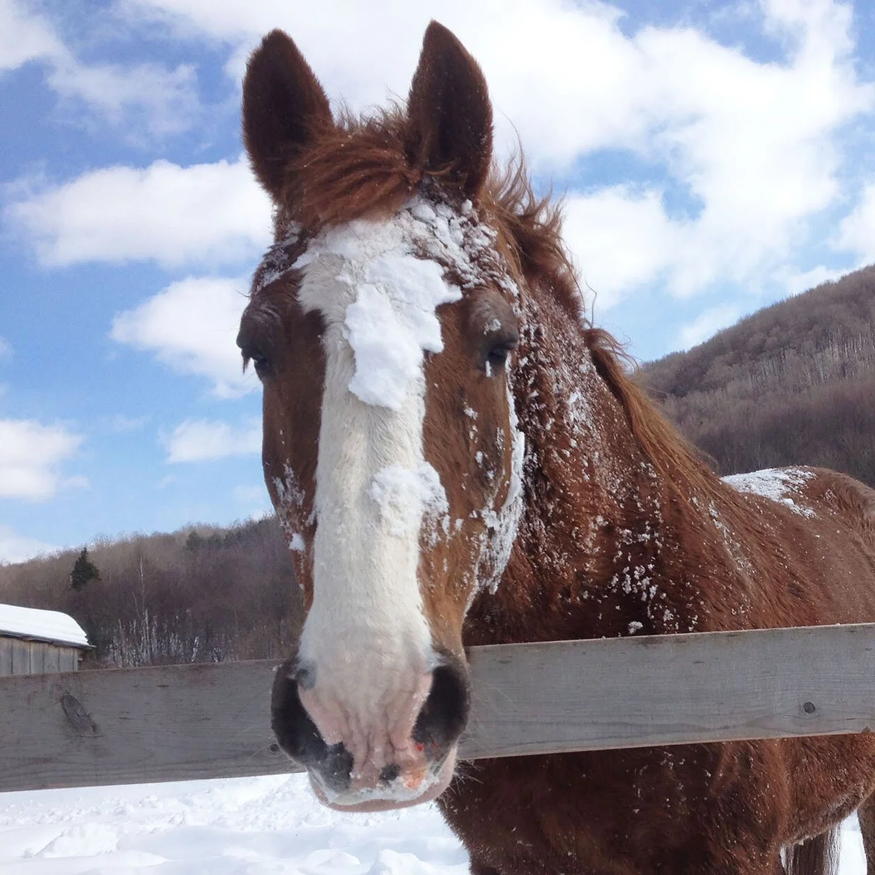 GENERAL SNOWPLOW