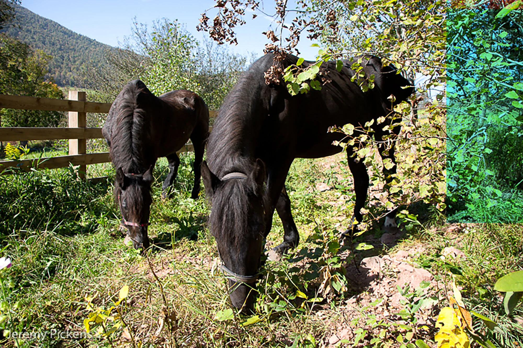 Ella&IsabelGraze.jpg