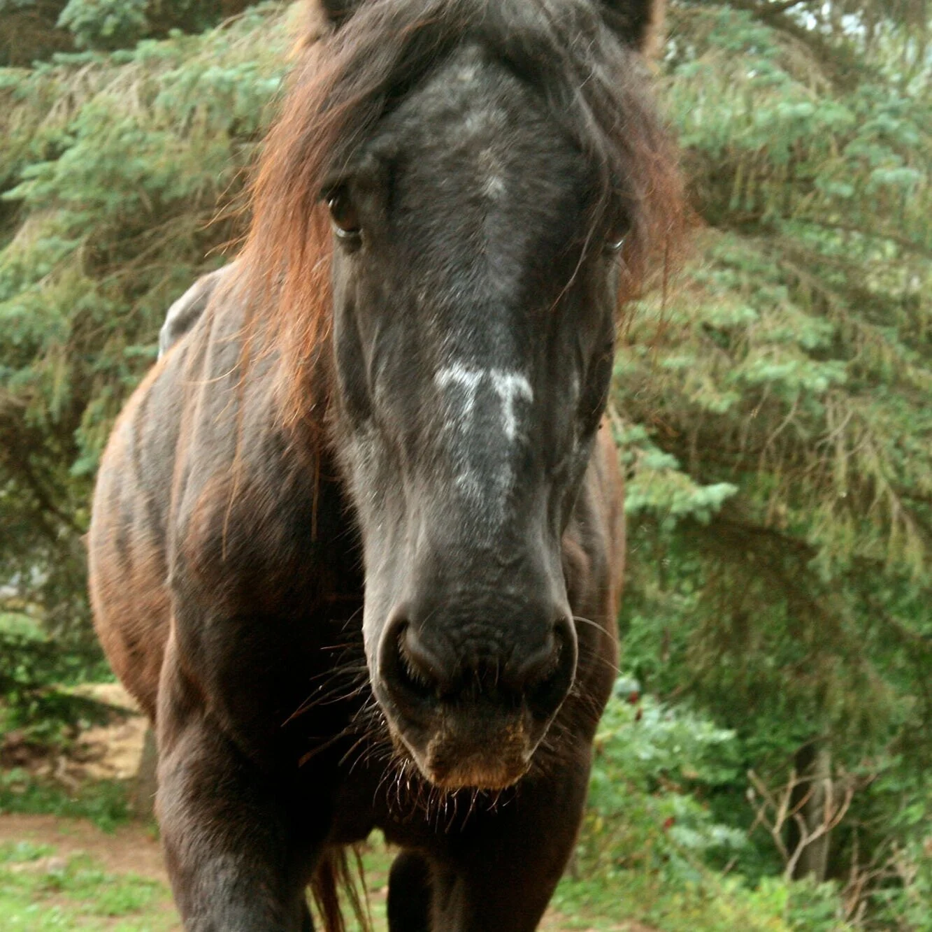 ISABEL