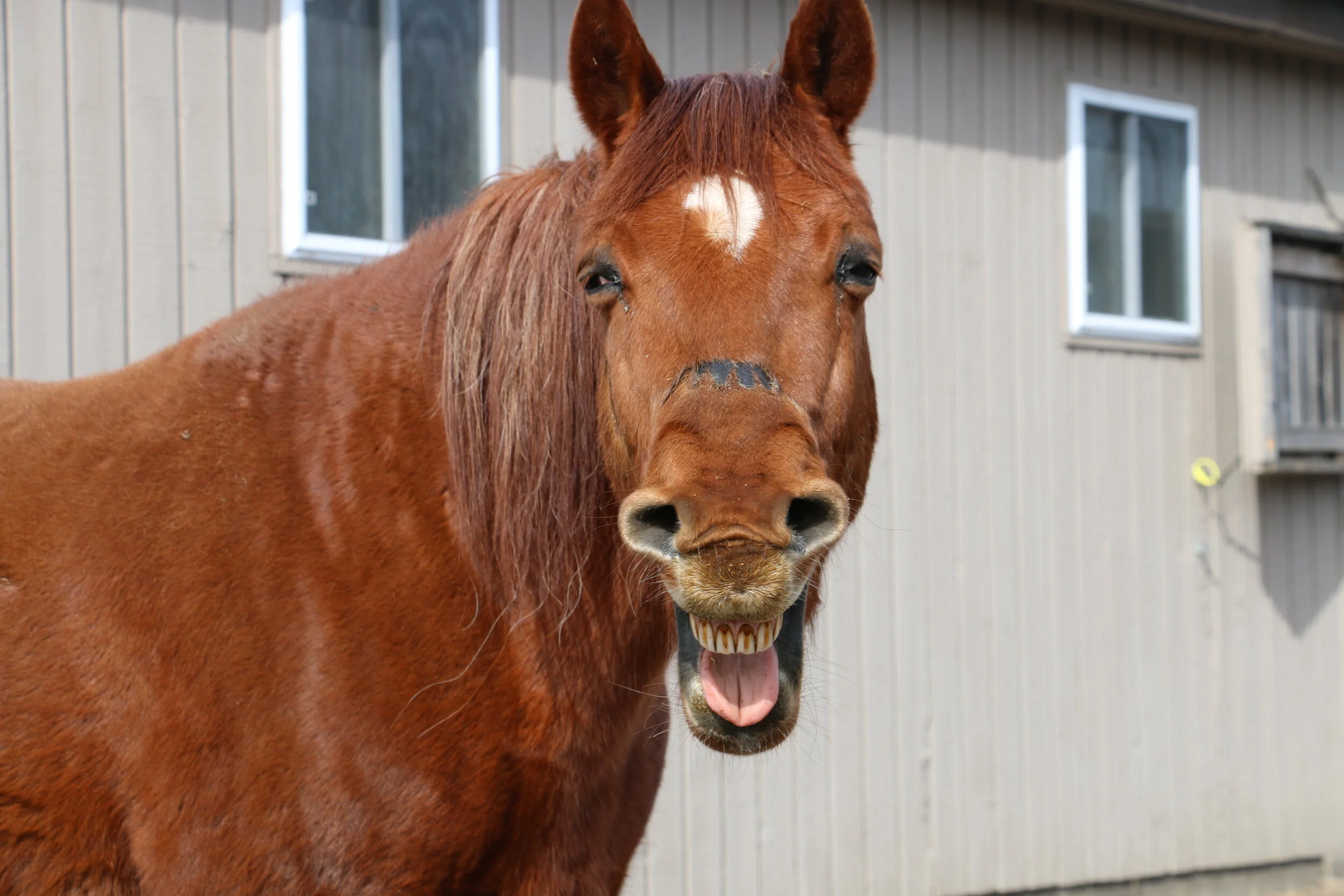 TobyYawn.JPG
