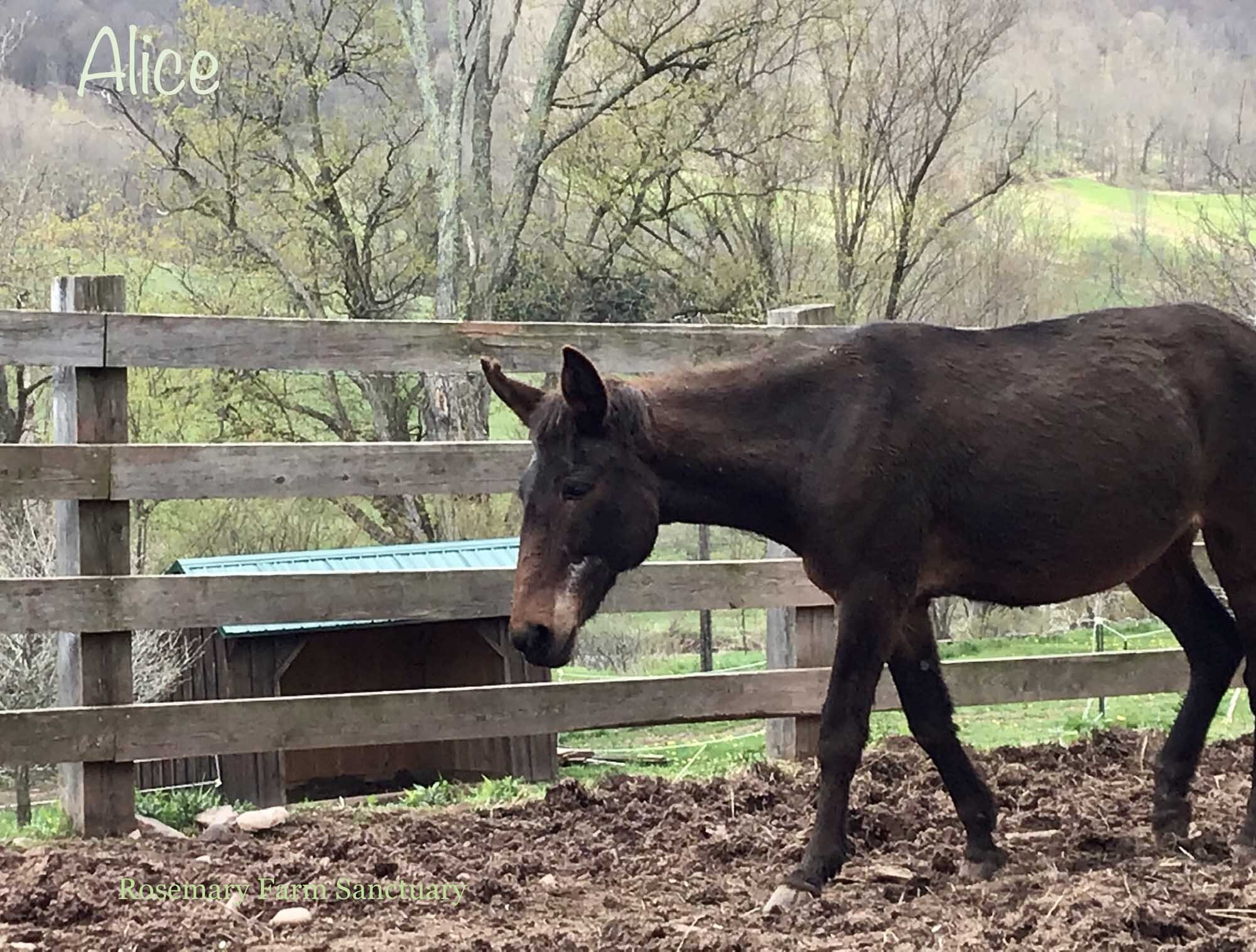  Alice, Rosemary Farm (Oct 2020) 