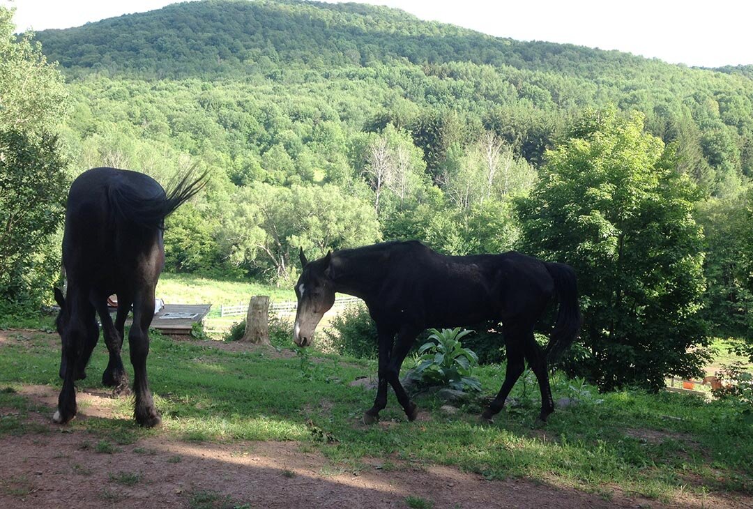 Ella&Colegraze1.JPG