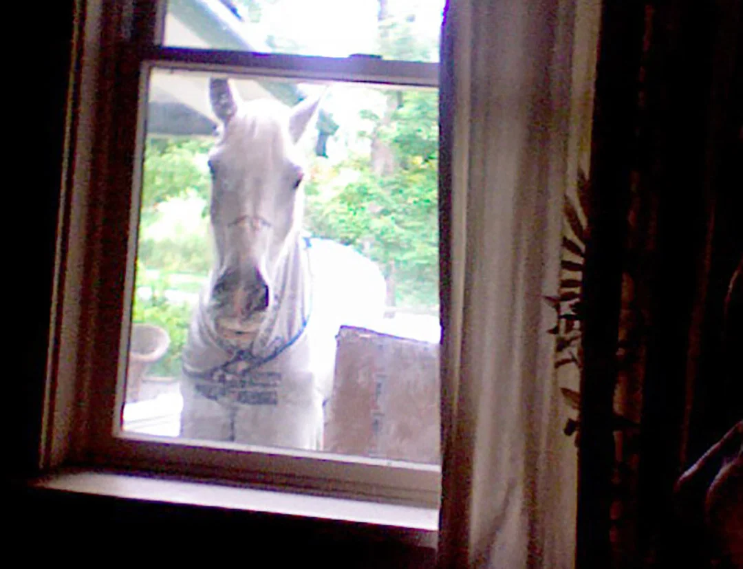 AnnieWindow.jpg