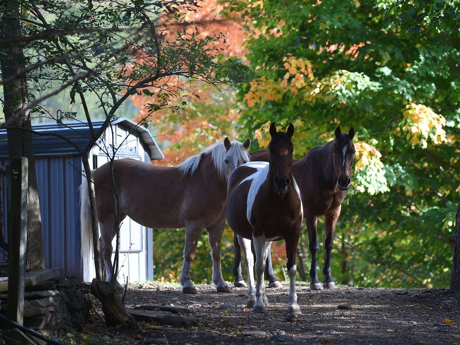 The Horses — ROSEMARY FARM SANCTUARY